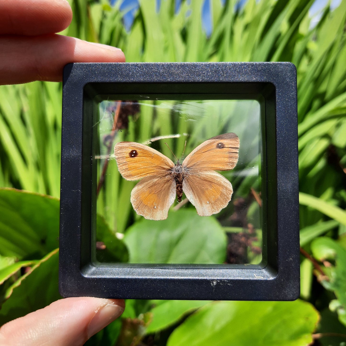 Framed Butterflies and Moths
