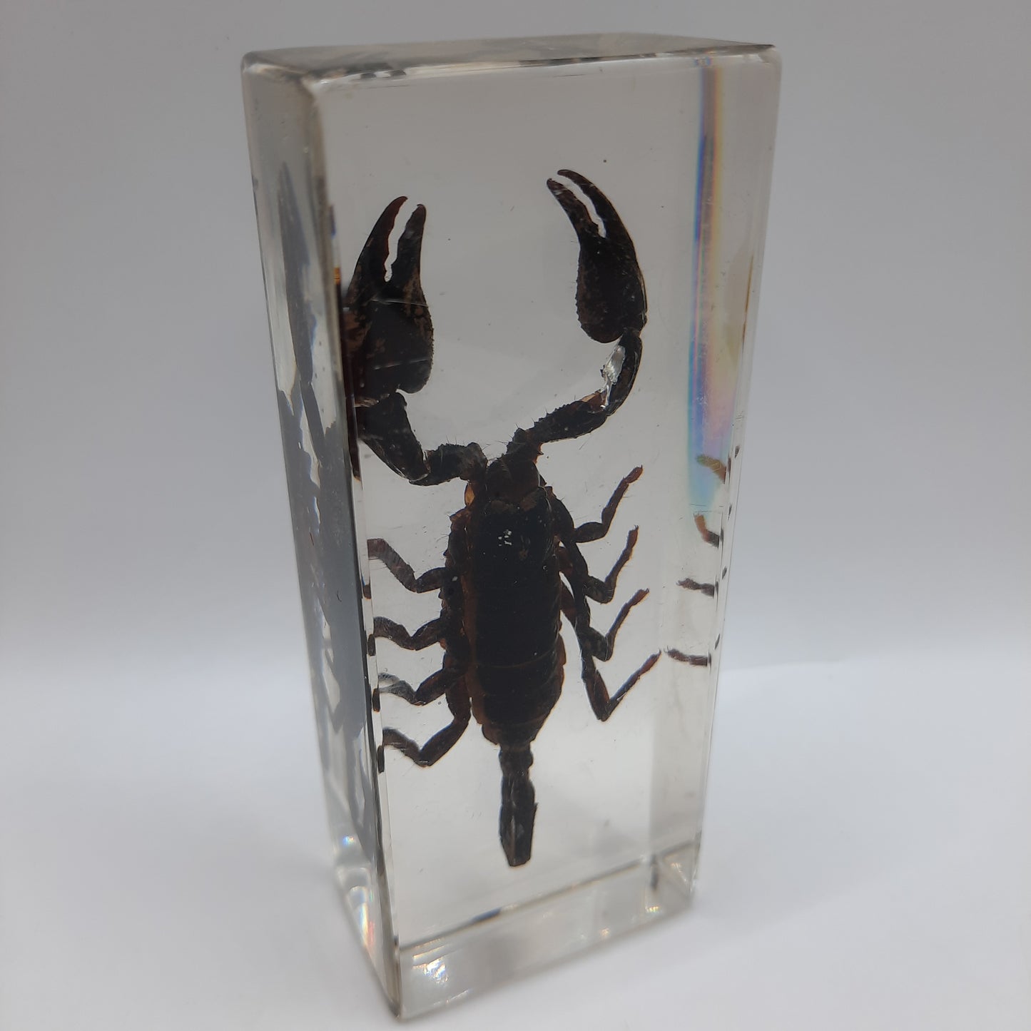 Larger Bugs