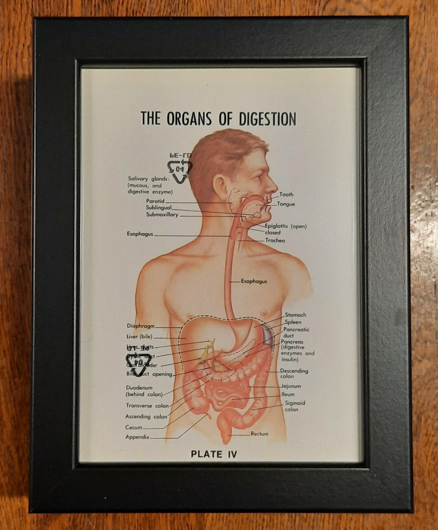Framed Biological Diagrams