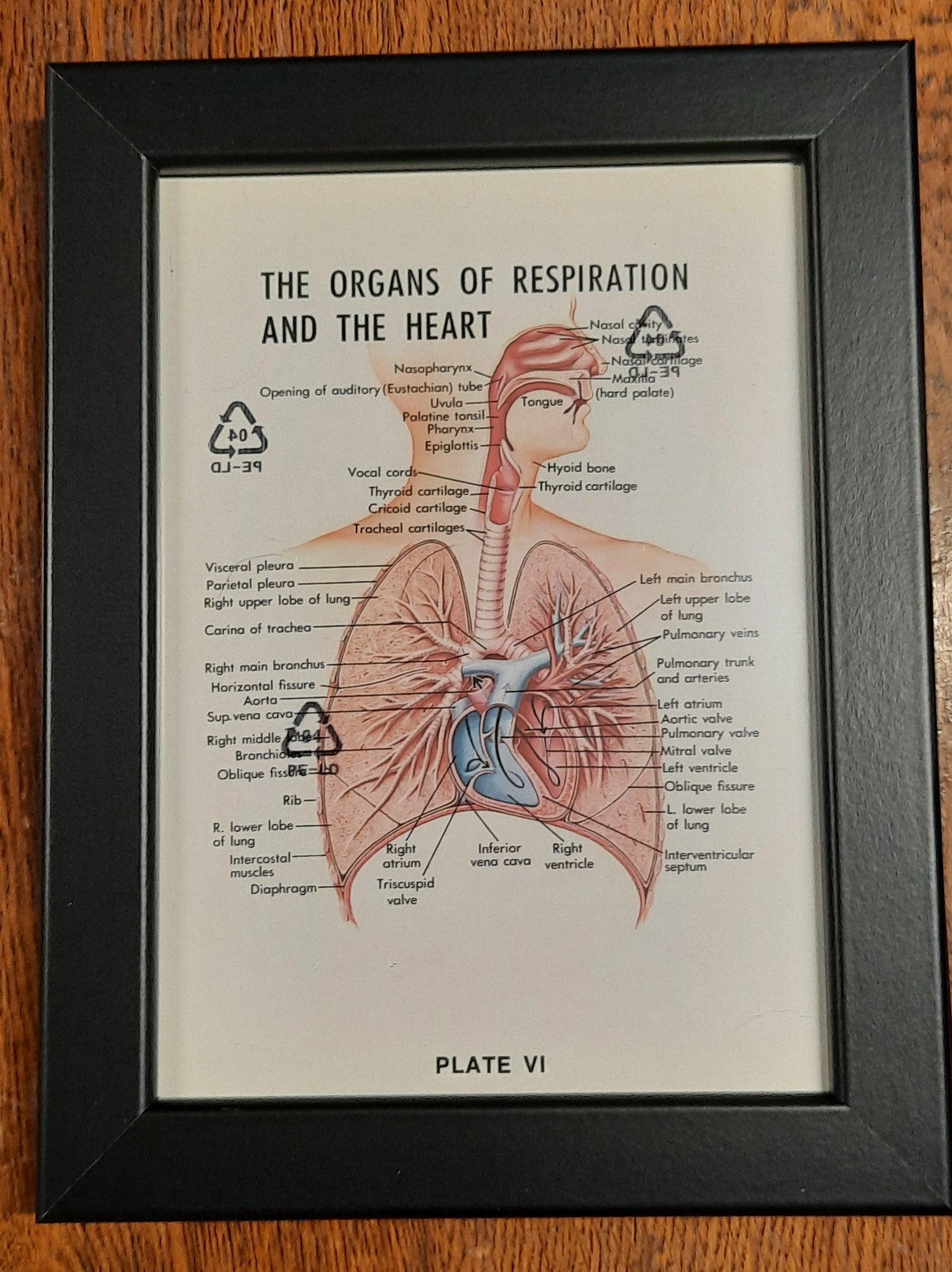 Framed Biological Diagrams