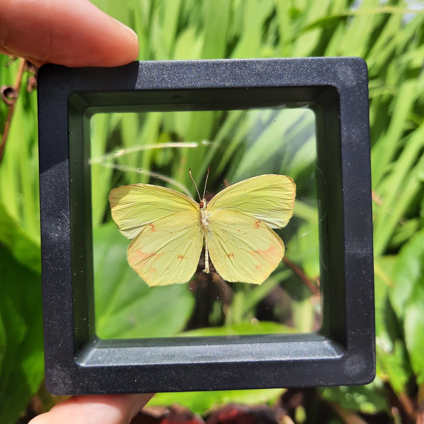 Framed Butterflies and Moths