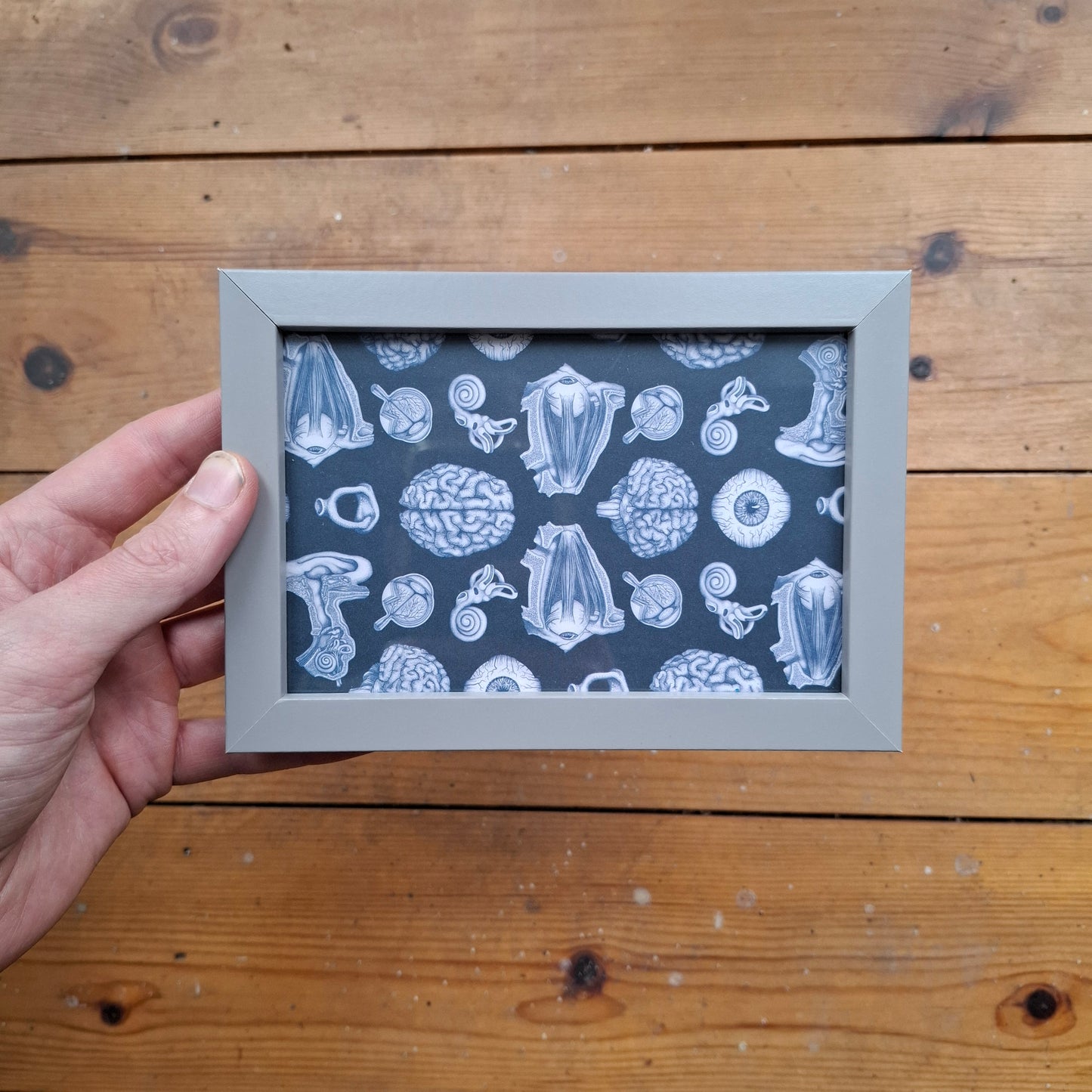 Framed Illustrations (Anatomical and more)