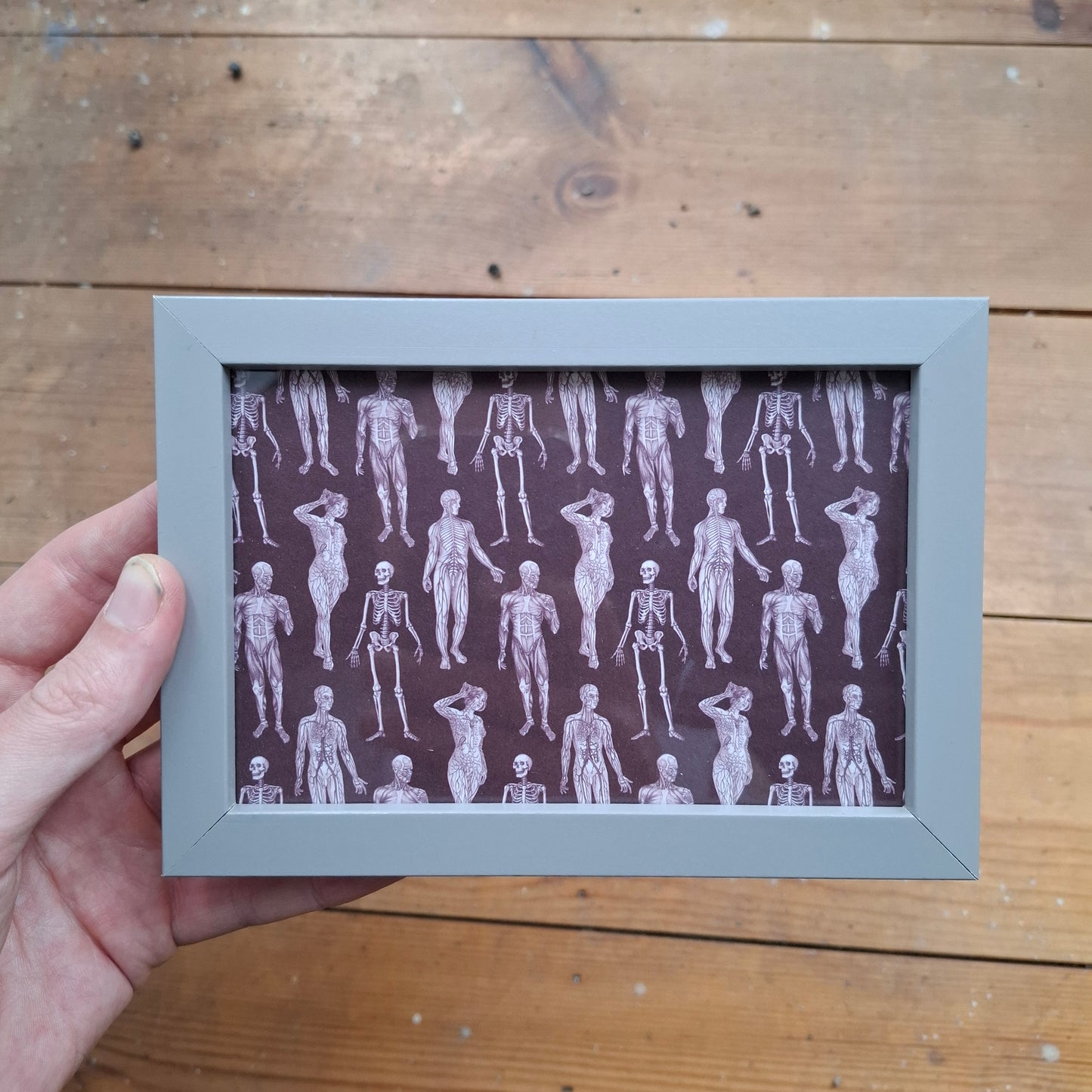 Framed Illustrations (Anatomical and more)