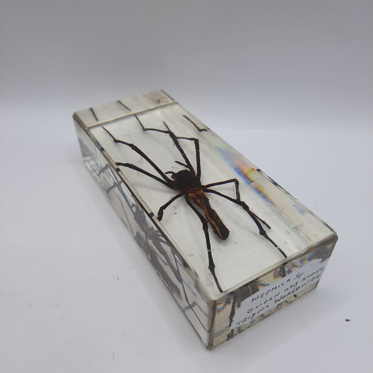 Larger Bugs