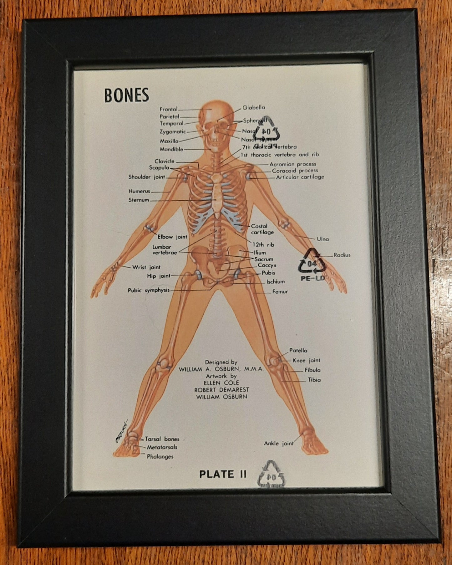 Framed Biological Diagrams