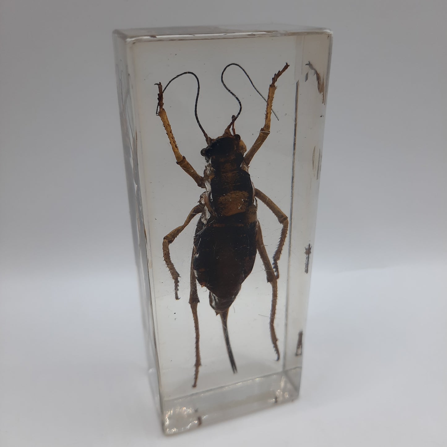 Larger Bugs
