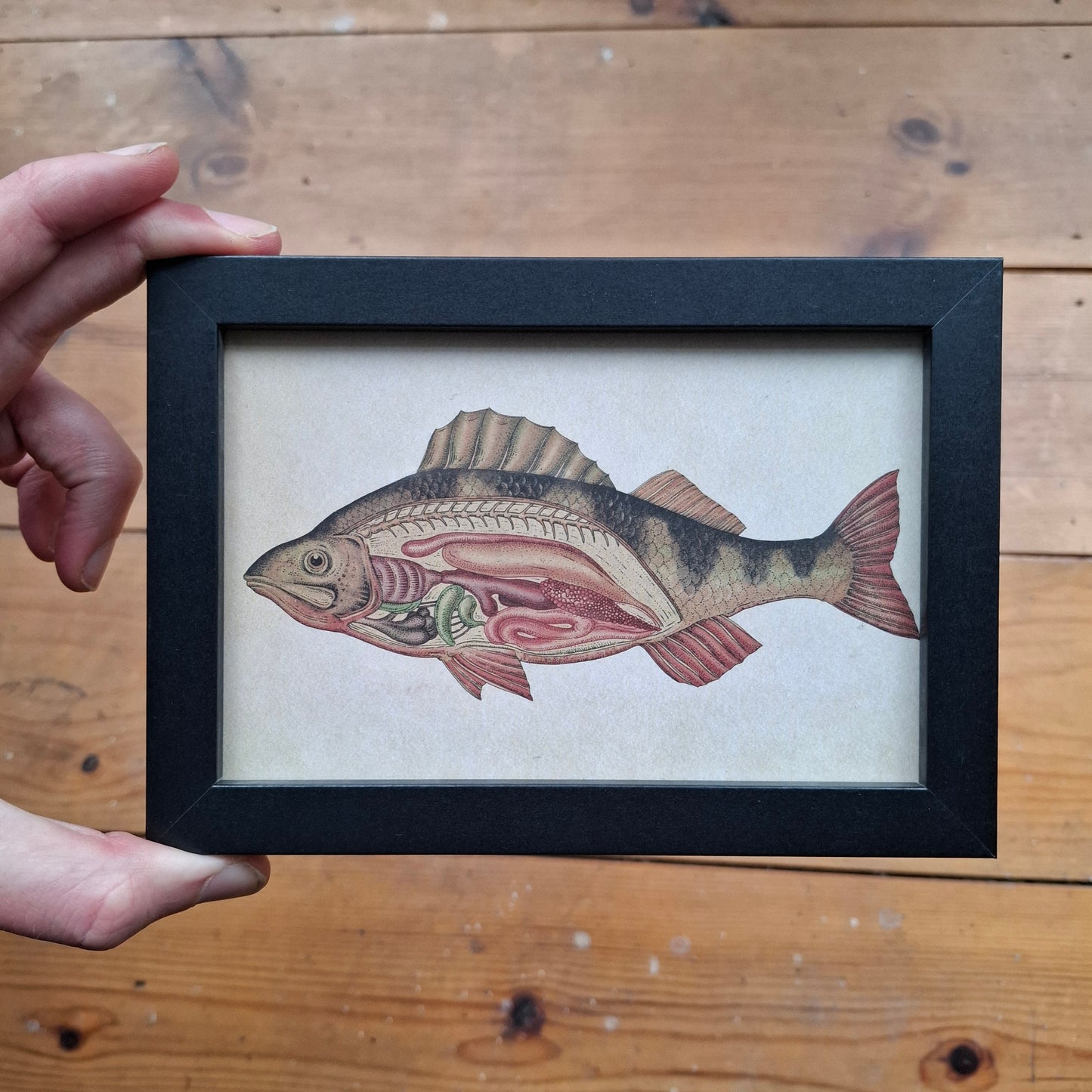 Framed Illustrations (Anatomical and more)