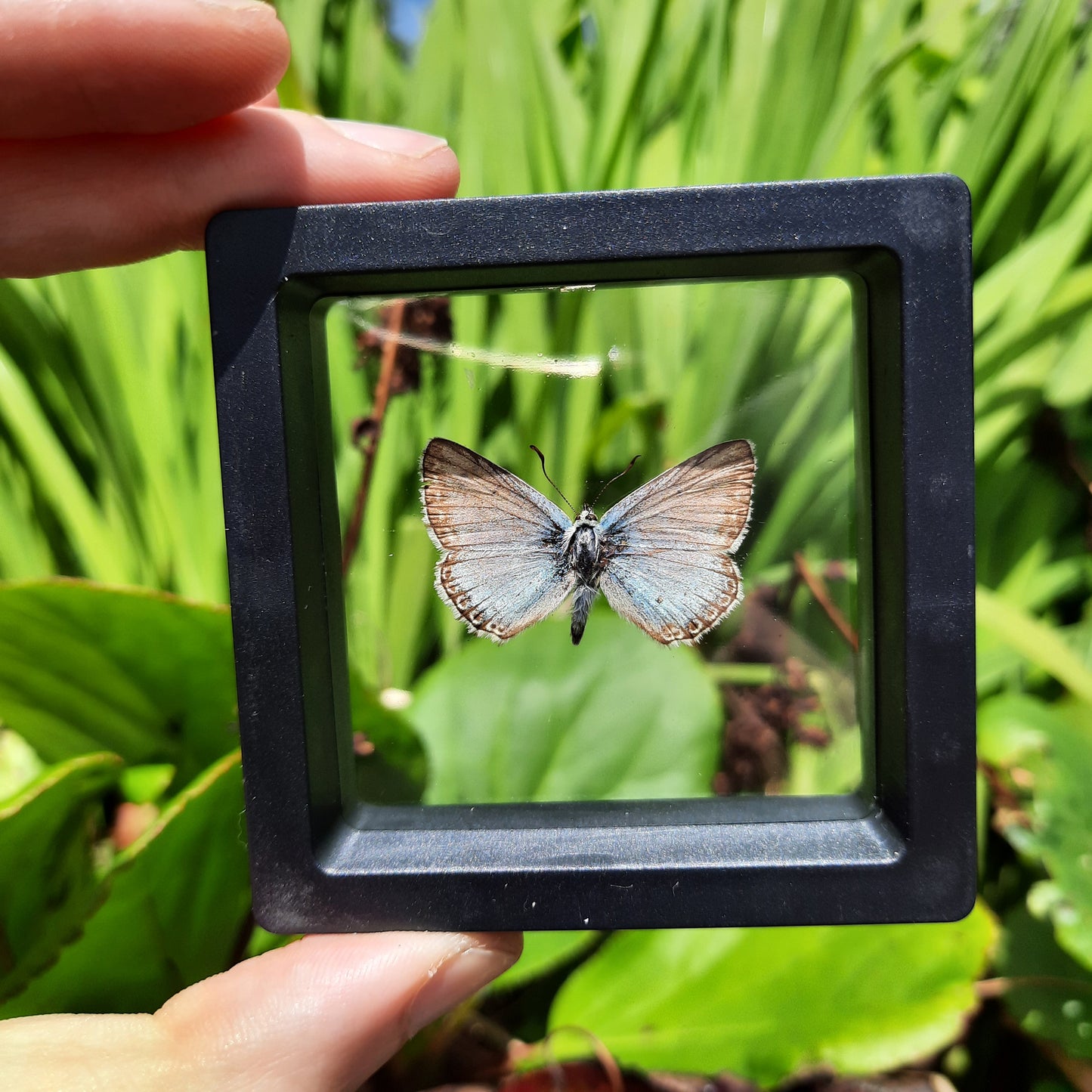 Framed Butterflies and Moths