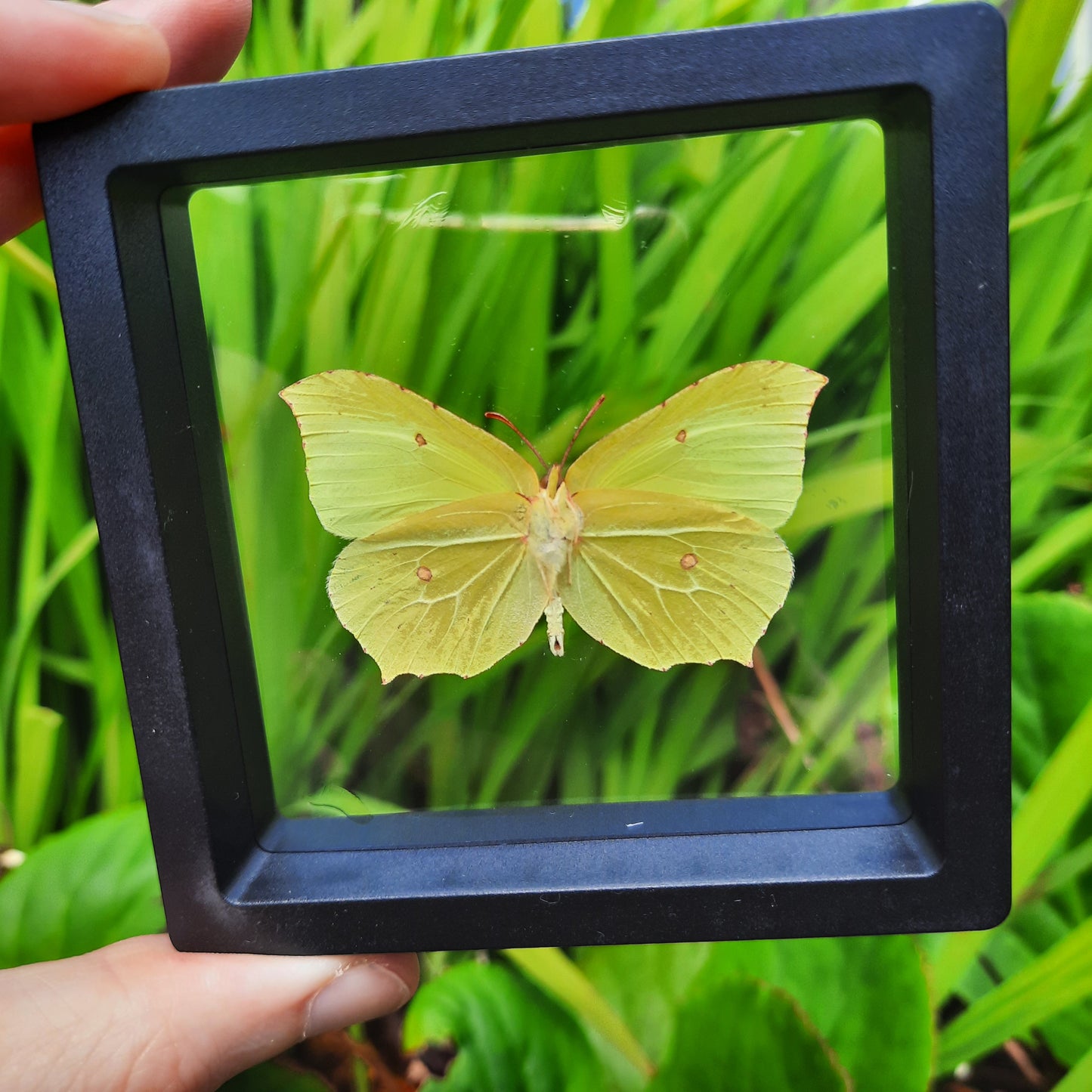 Framed Butterflies and Moths