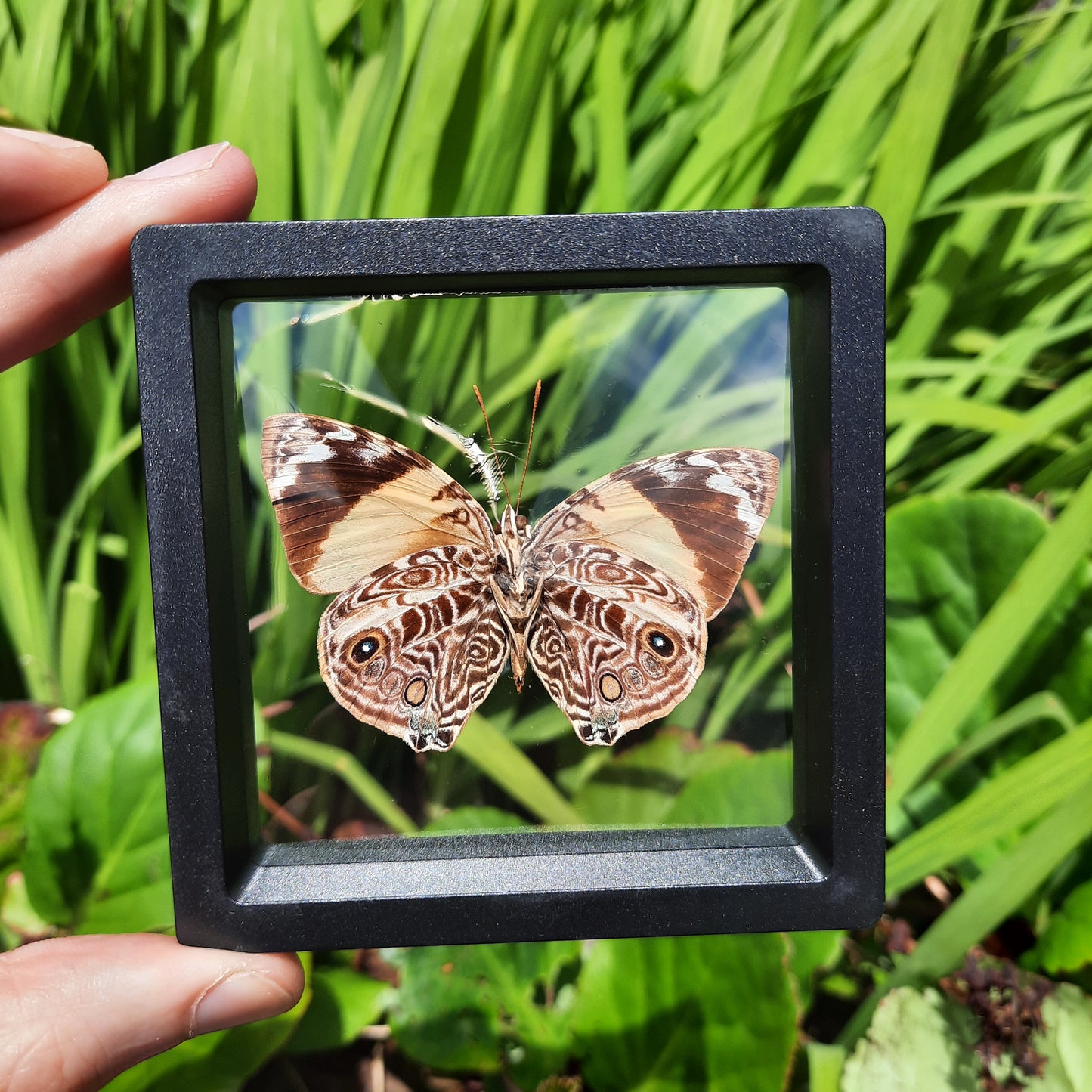 Framed Butterflies and Moths
