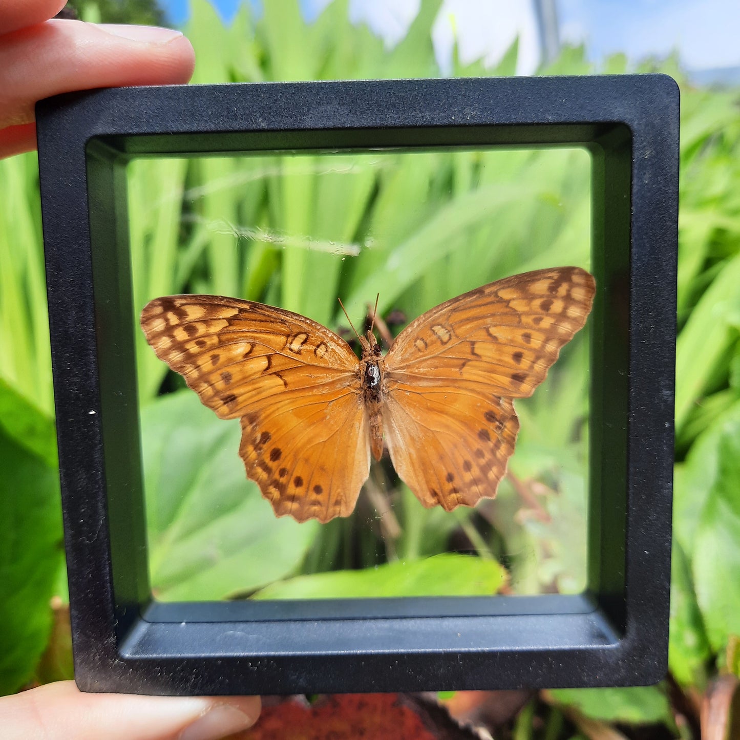 Framed Butterflies and Moths