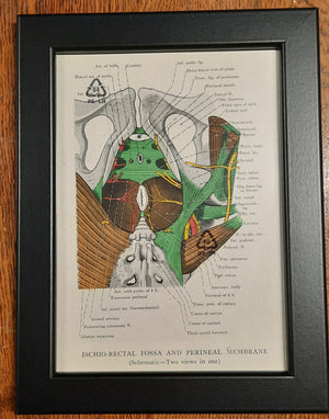 Antique Coloured Anatomical Diagrams