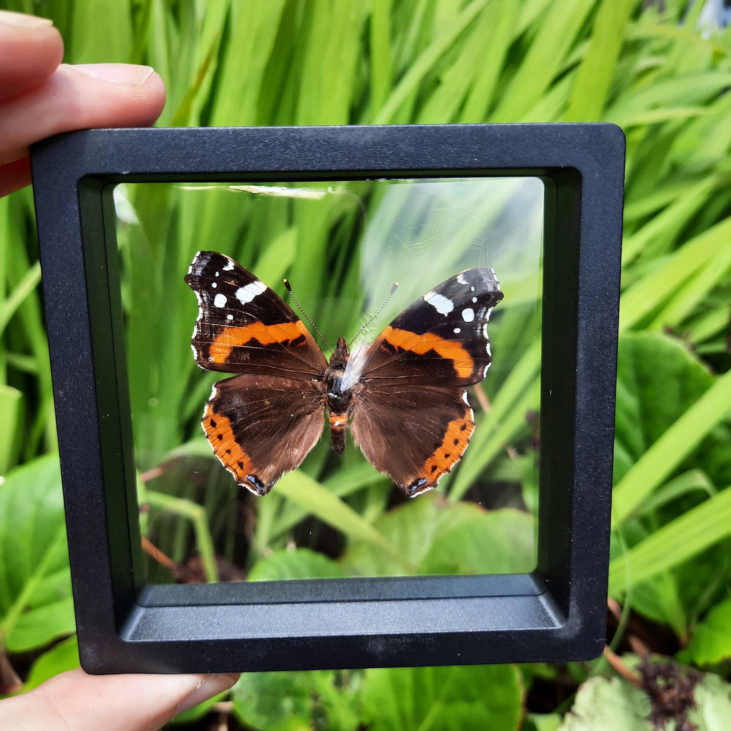 Framed Butterflies and Moths