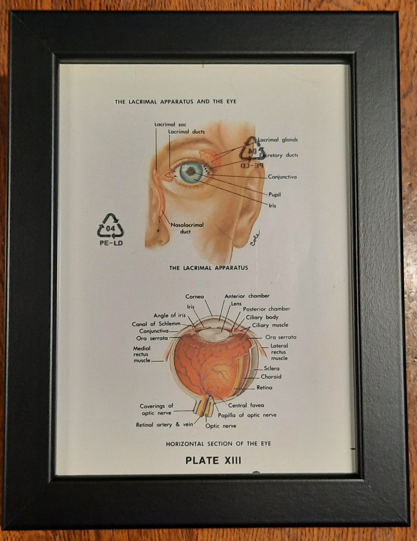 Framed Biological Diagrams