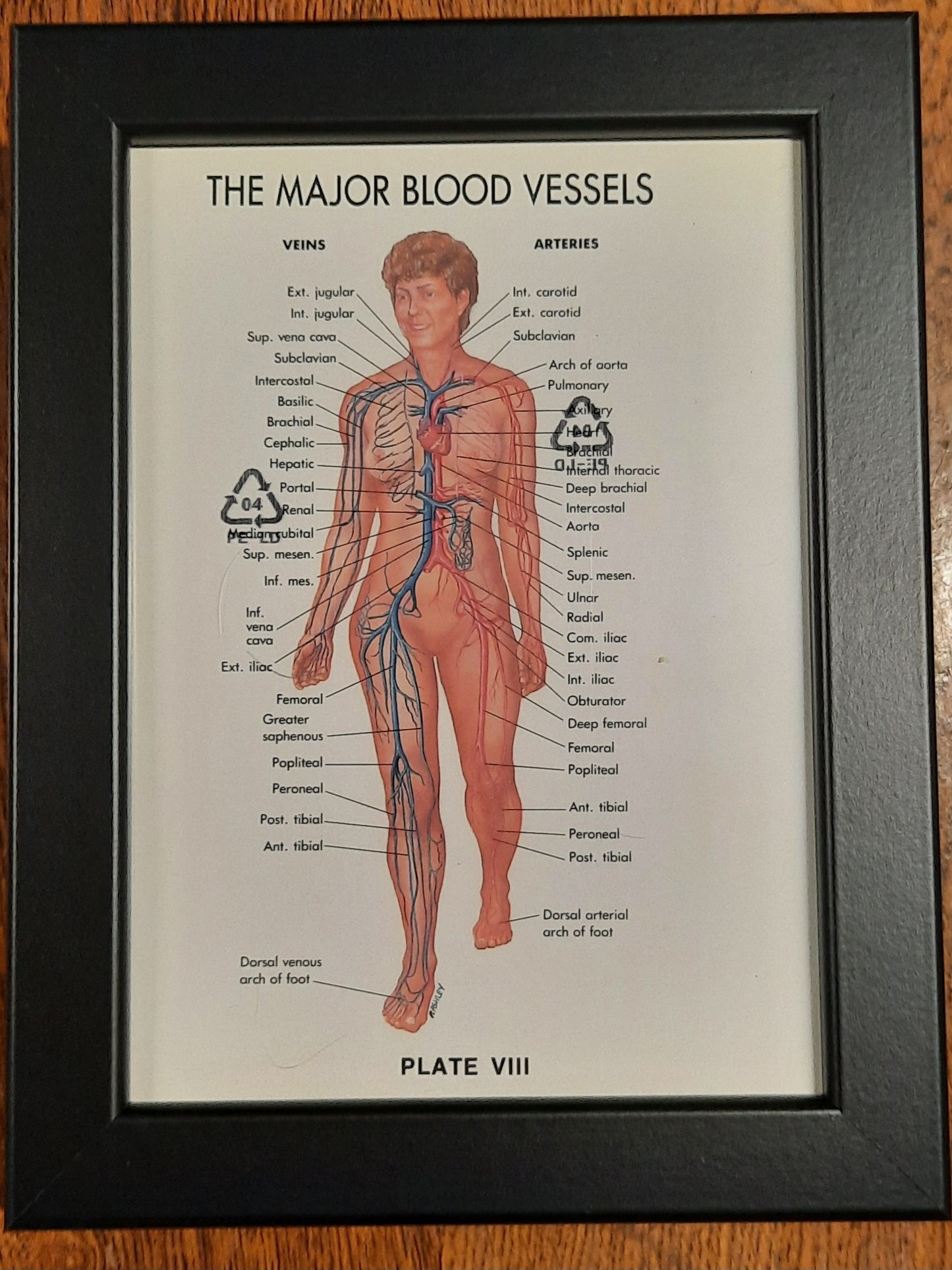 Framed Biological Diagrams