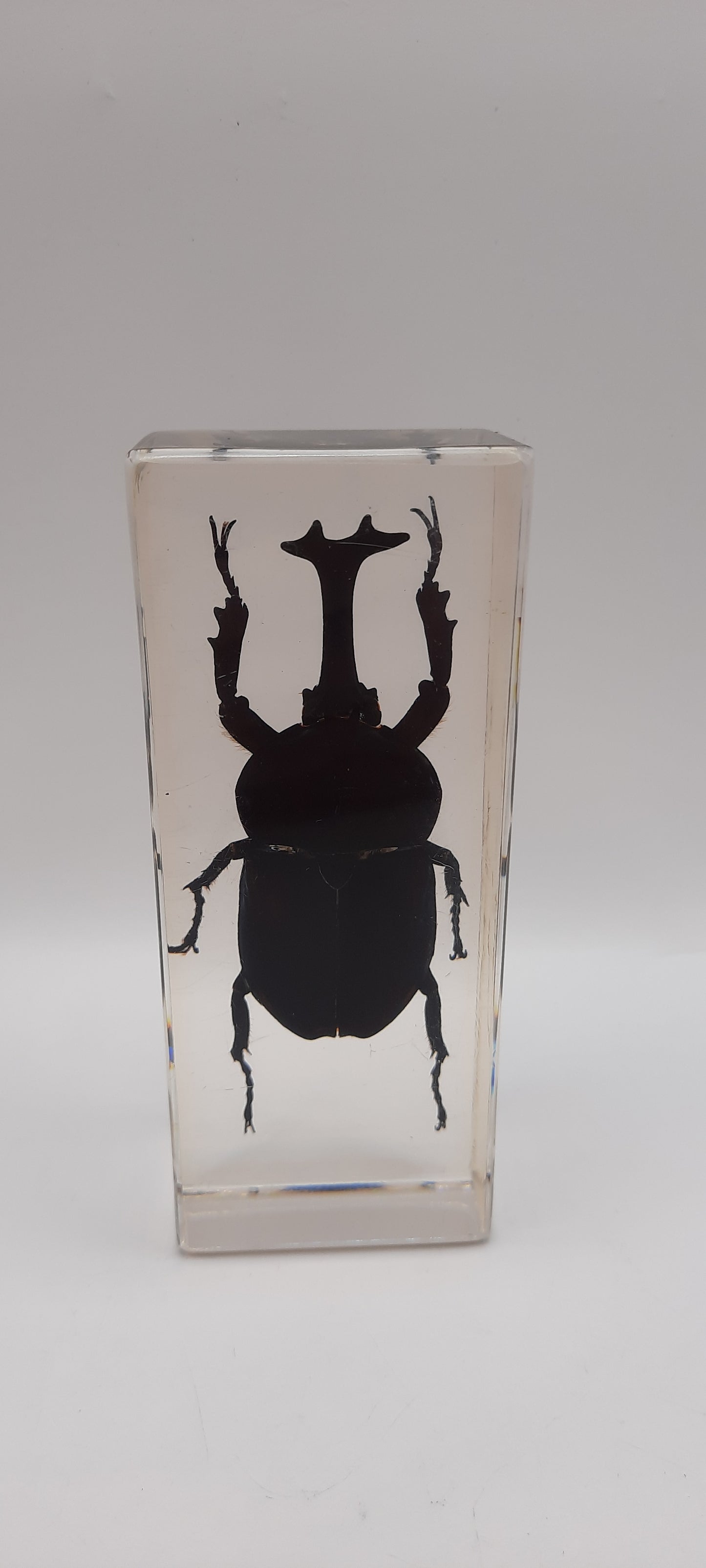 Larger Bugs
