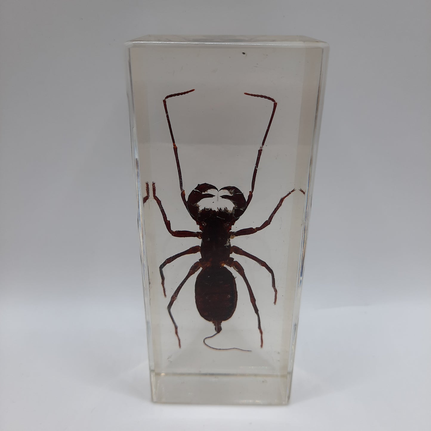 Larger Bugs