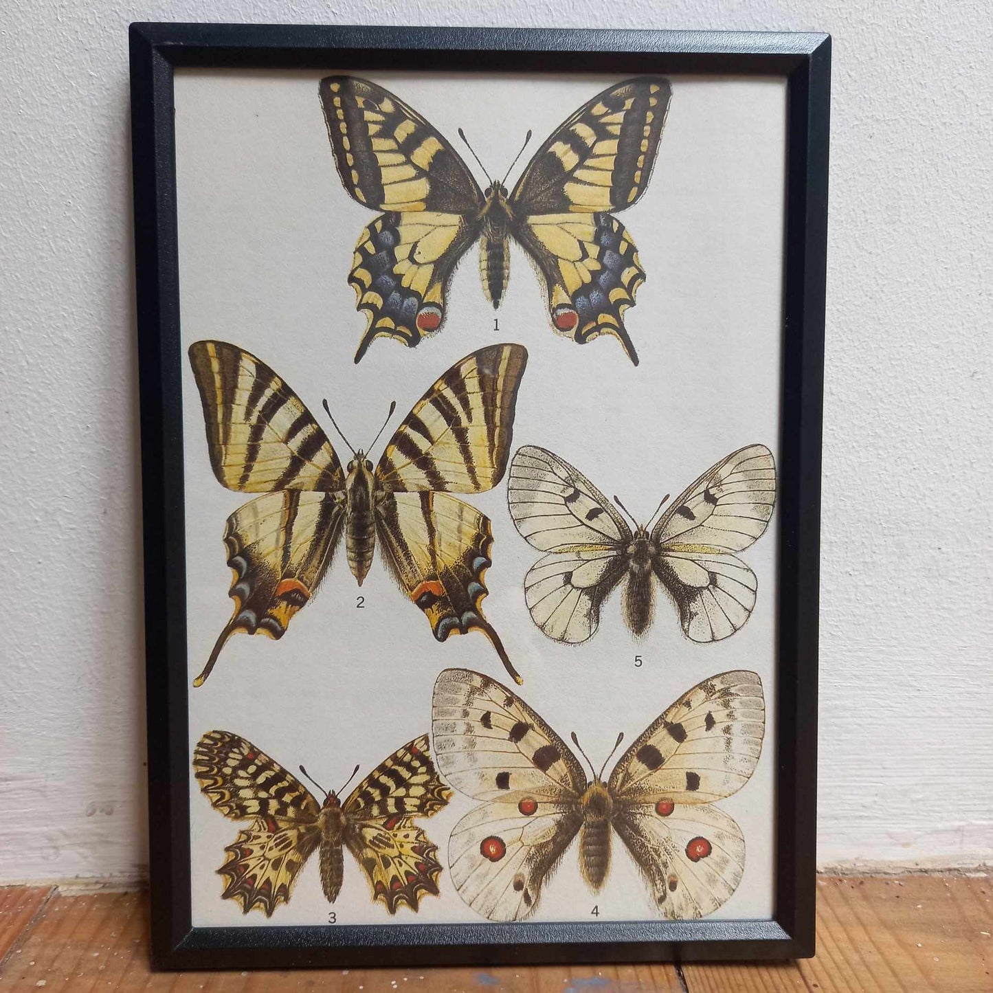 Framed Animal Illustrations