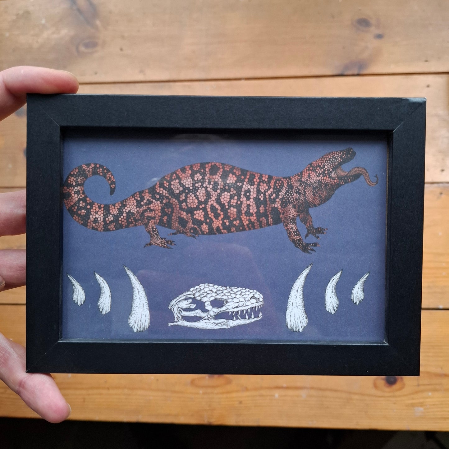Framed Illustrations (Anatomical and more)