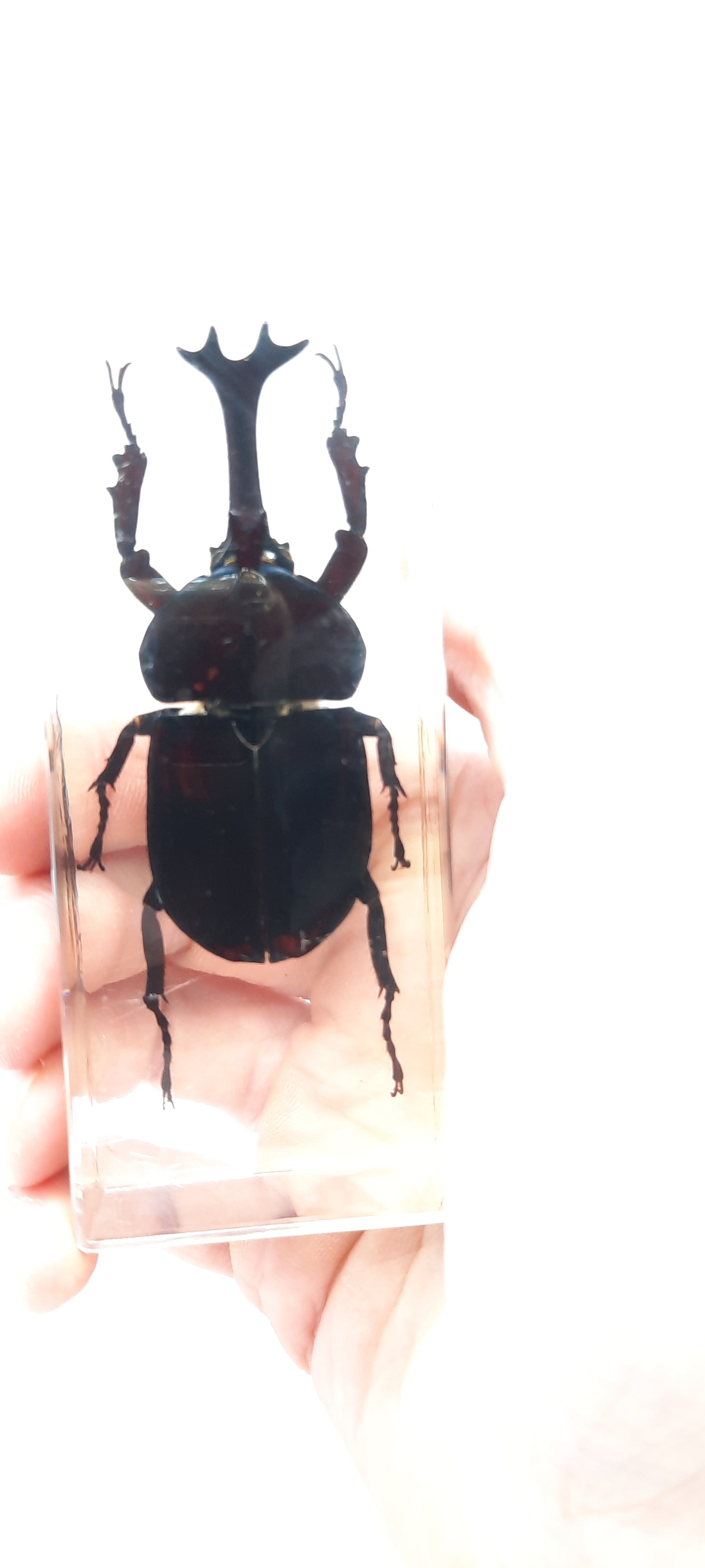 Larger Bugs