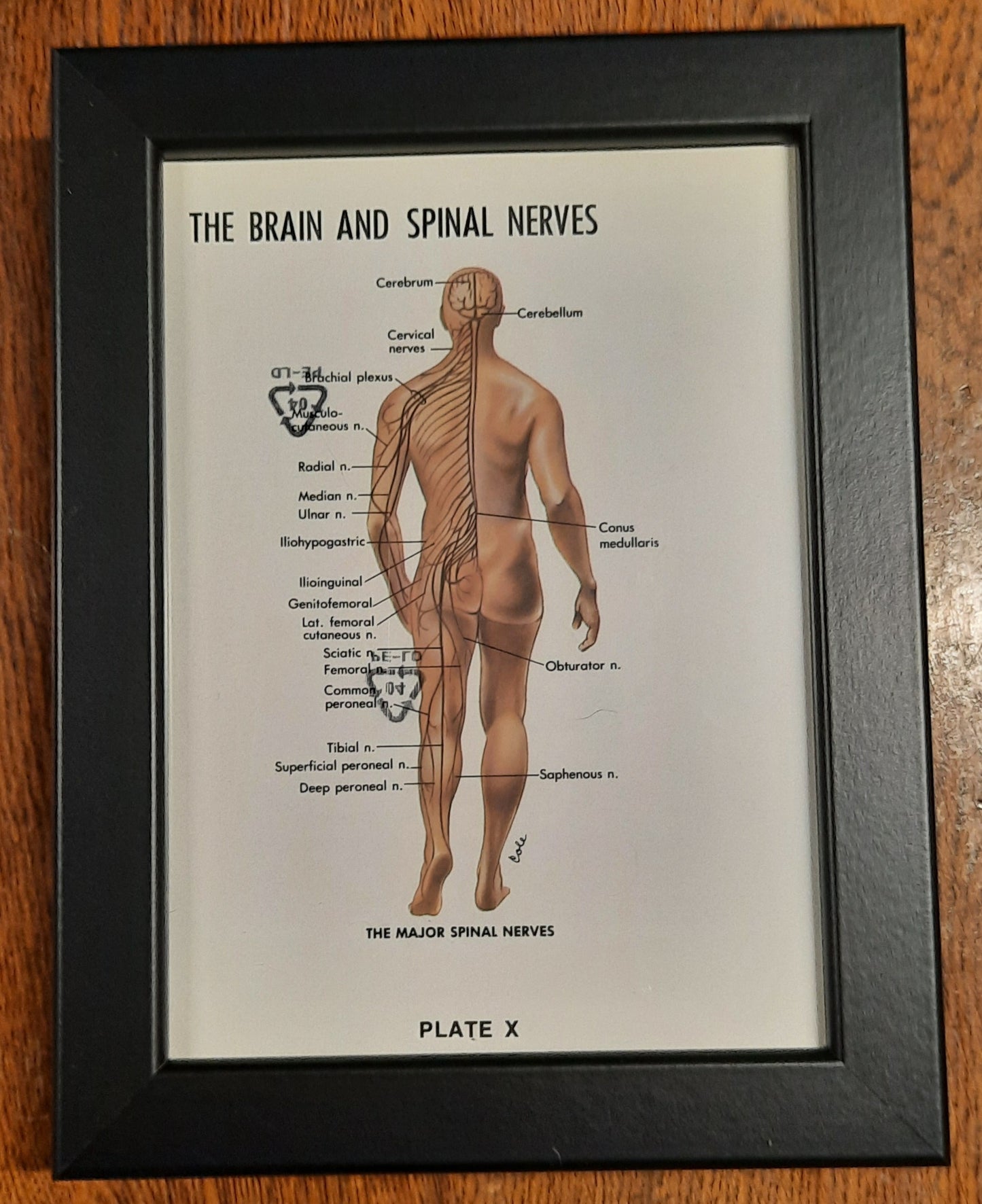 Framed Biological Diagrams