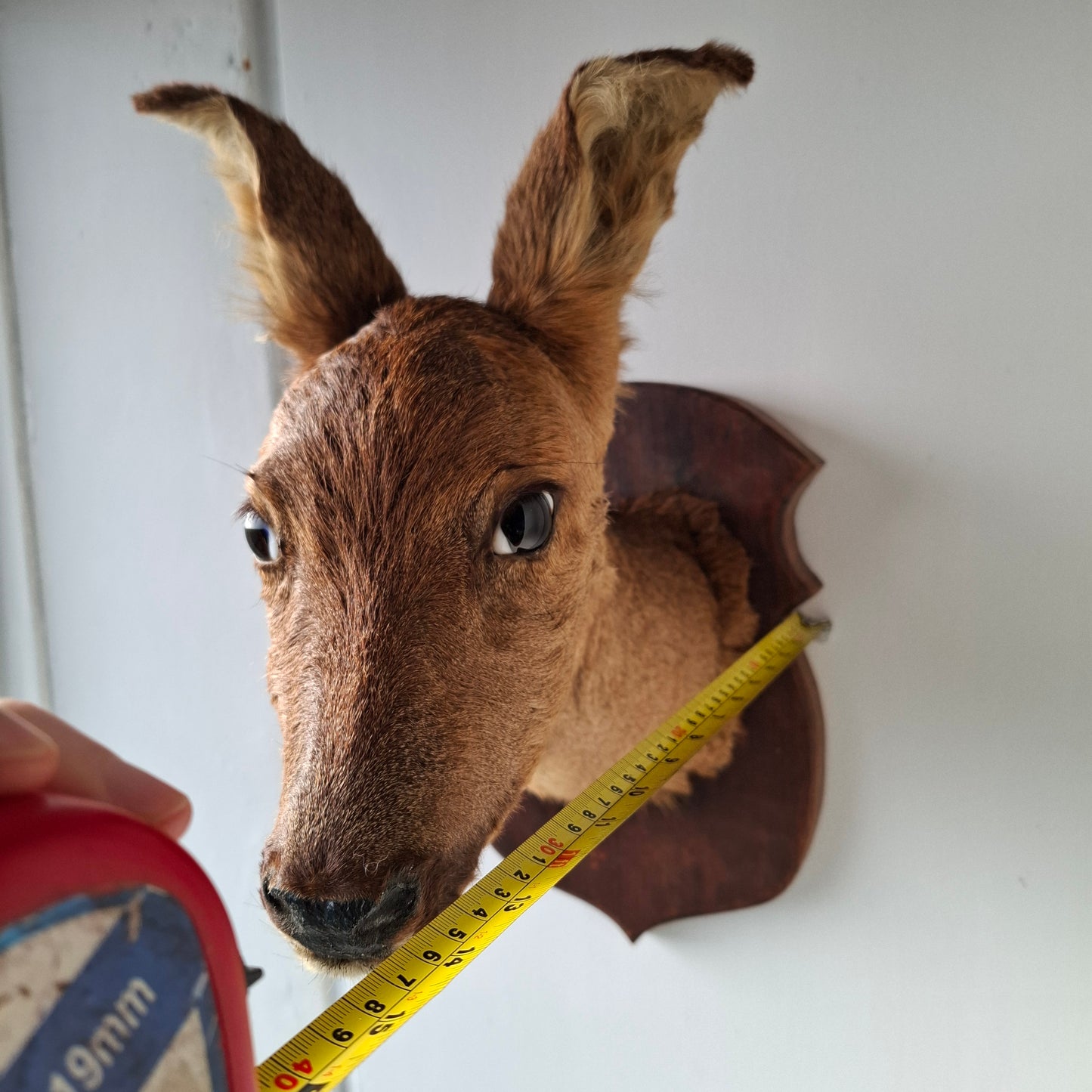 Deer Head (UK Only)