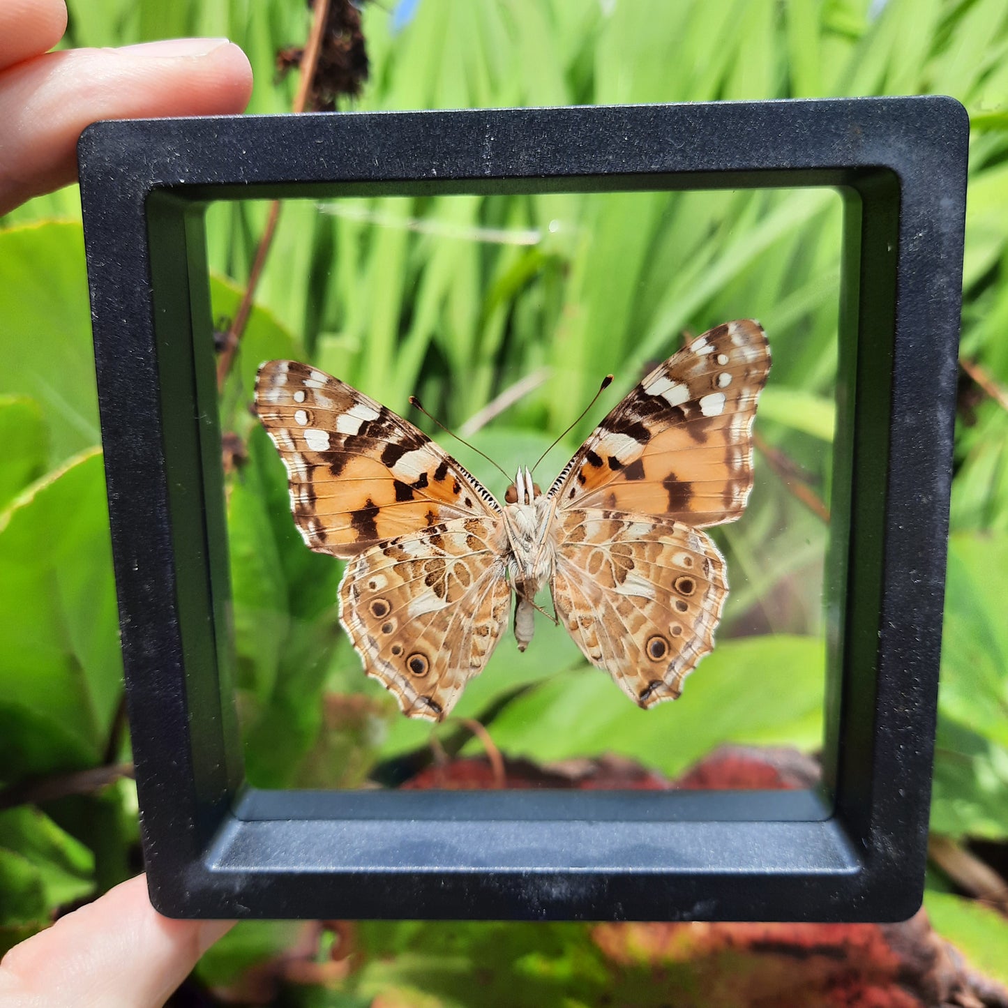 Framed Butterflies and Moths