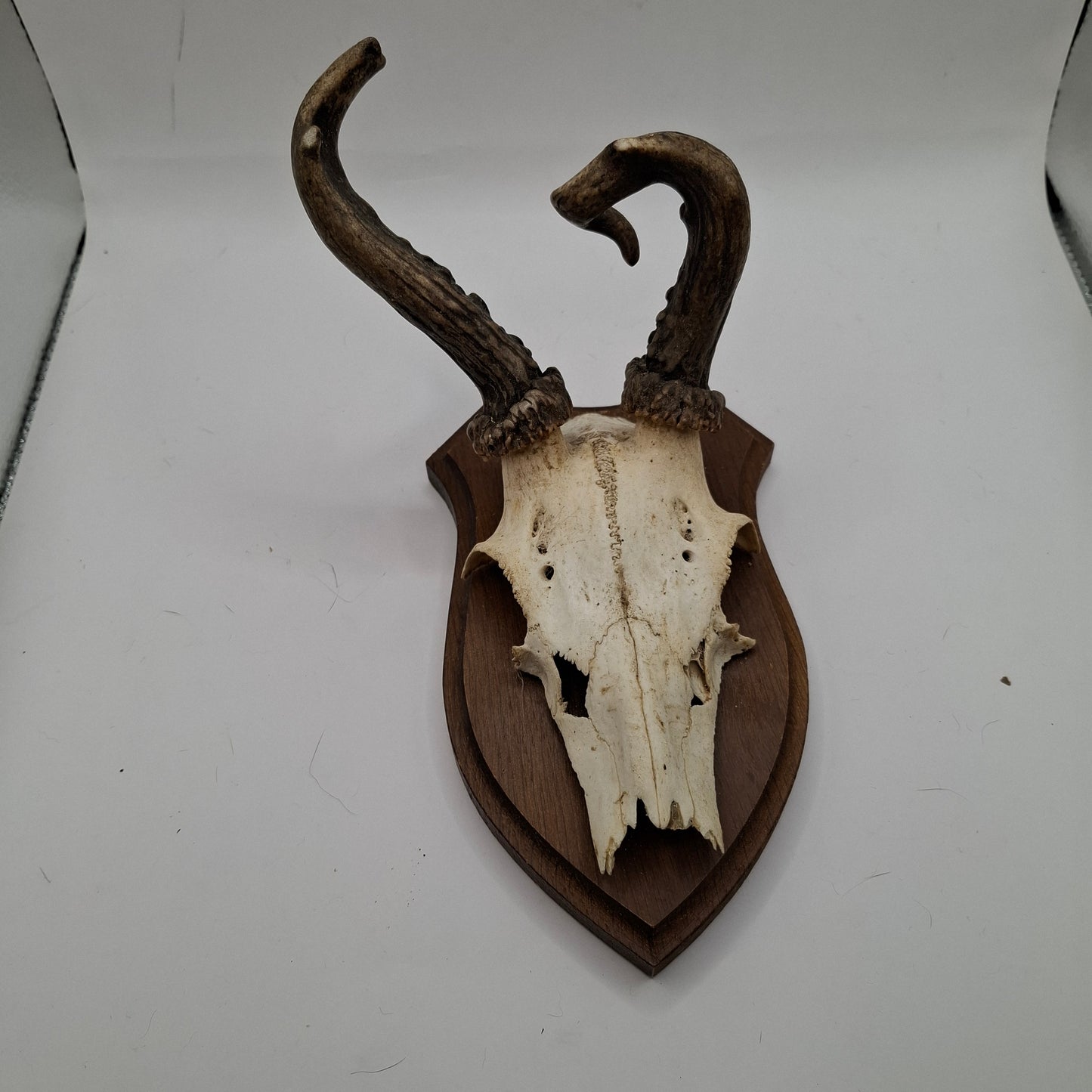 Mounted Skulls SOME DEFORMED - UK ONLY