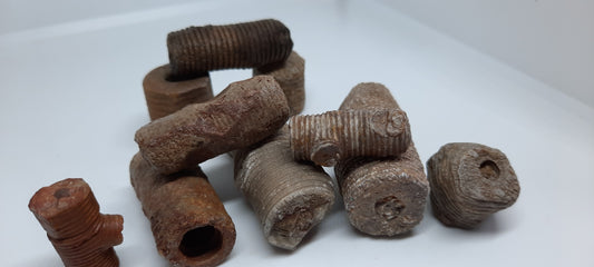 Crinoid Stem Fossil