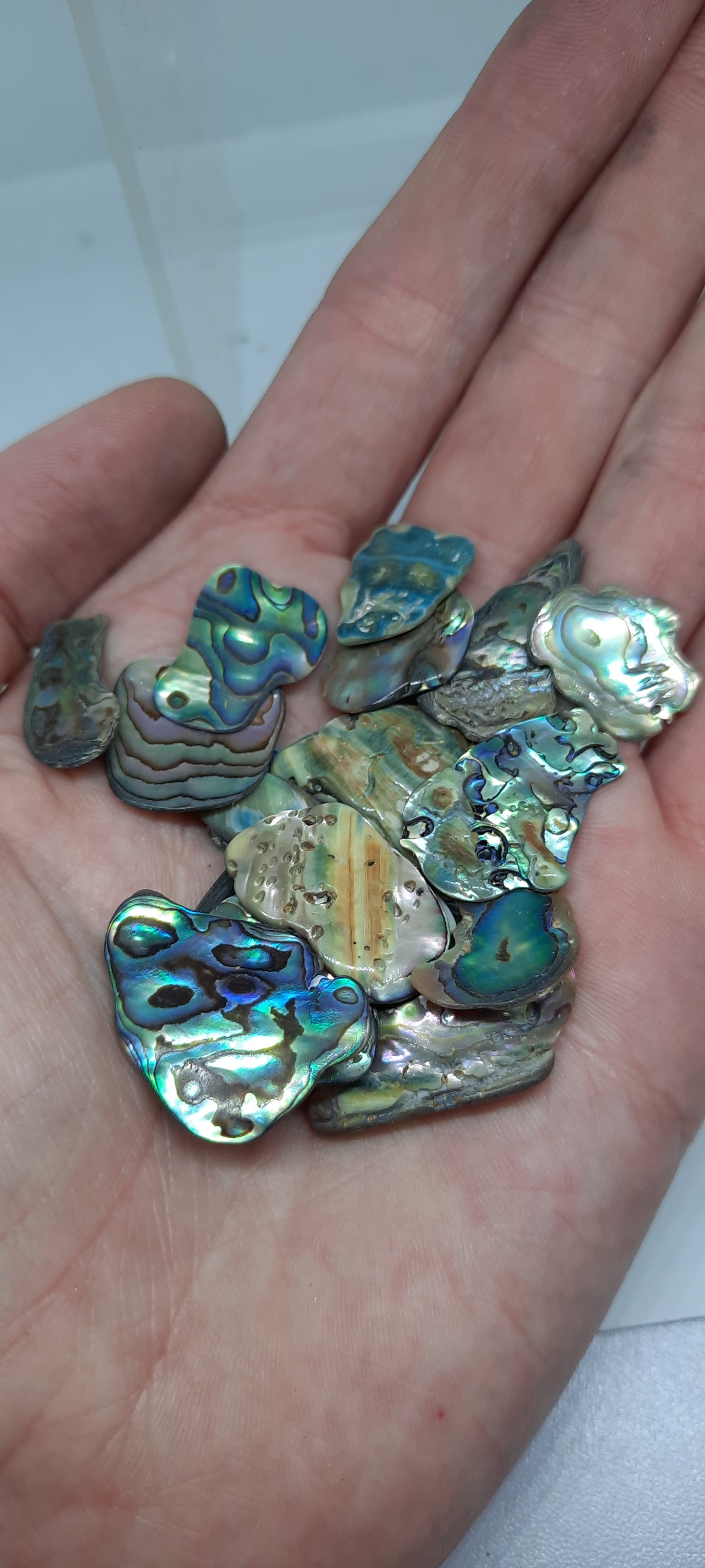 Abalone Shell