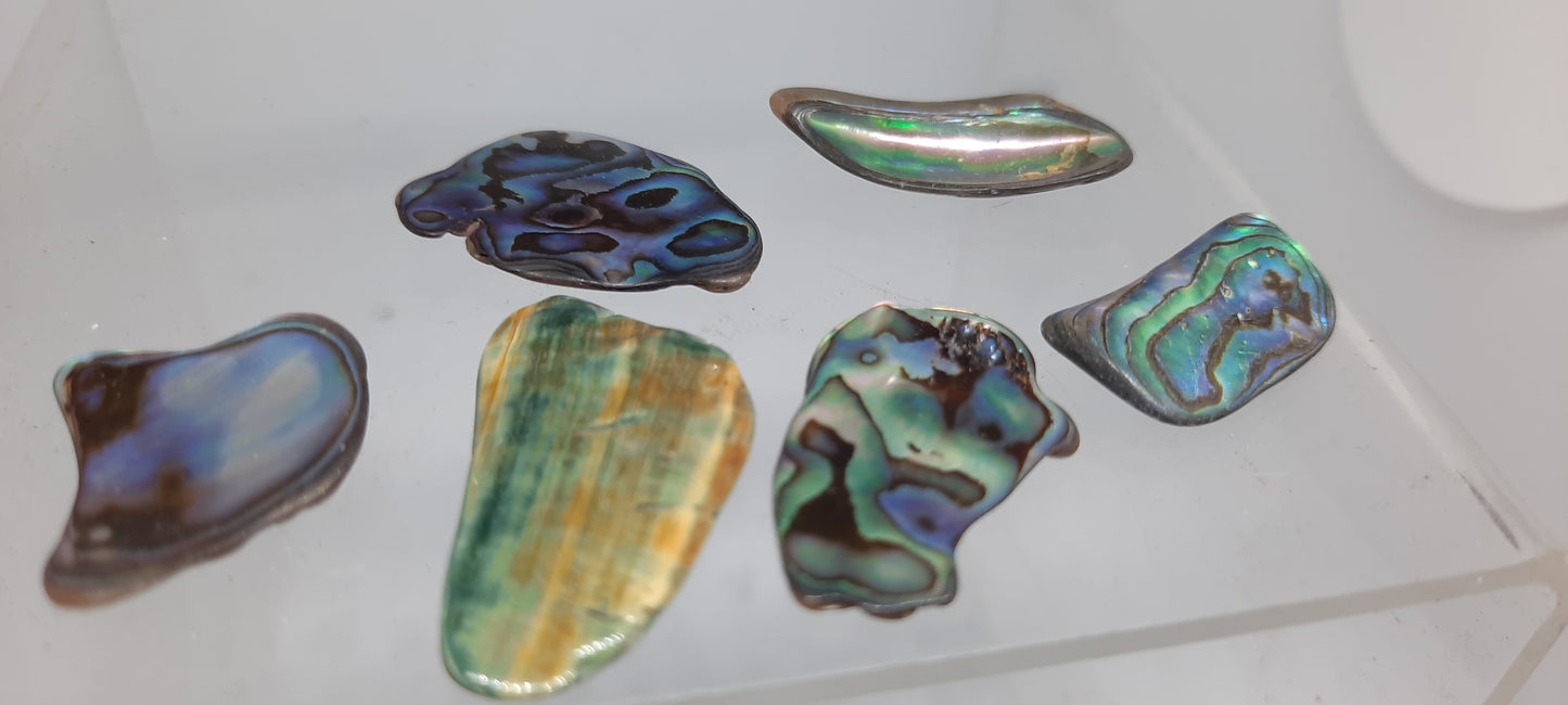 Abalone Shell