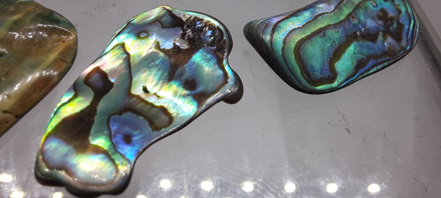 Abalone Shell