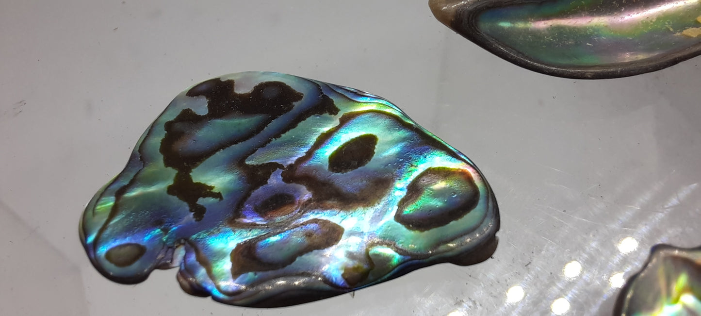 Abalone Shell