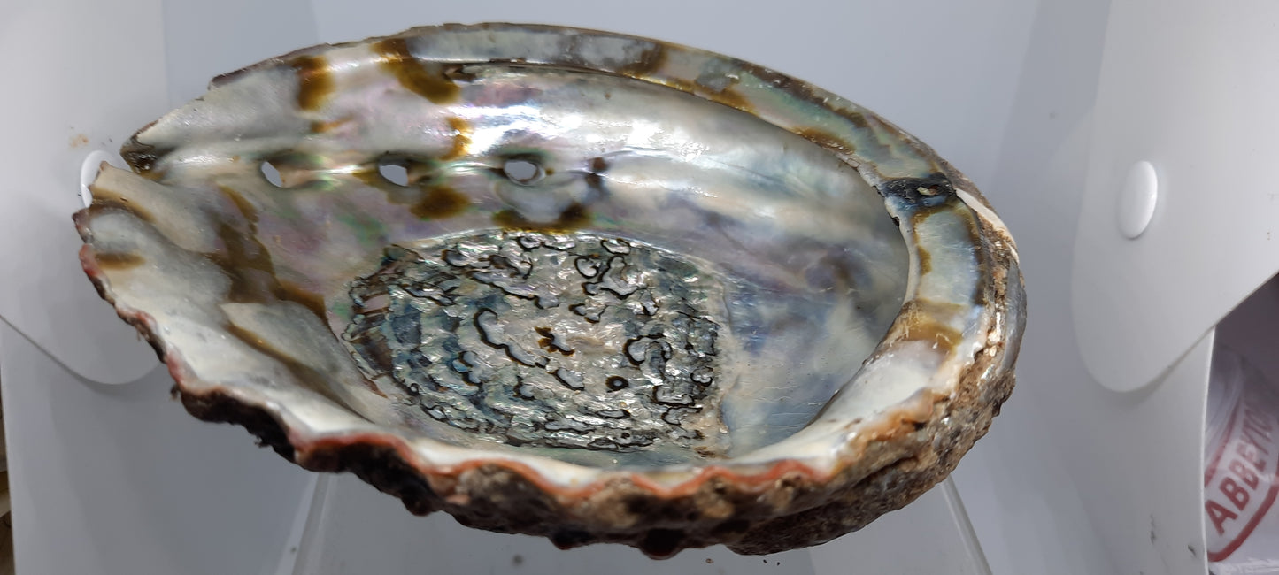 Ashtray Shells