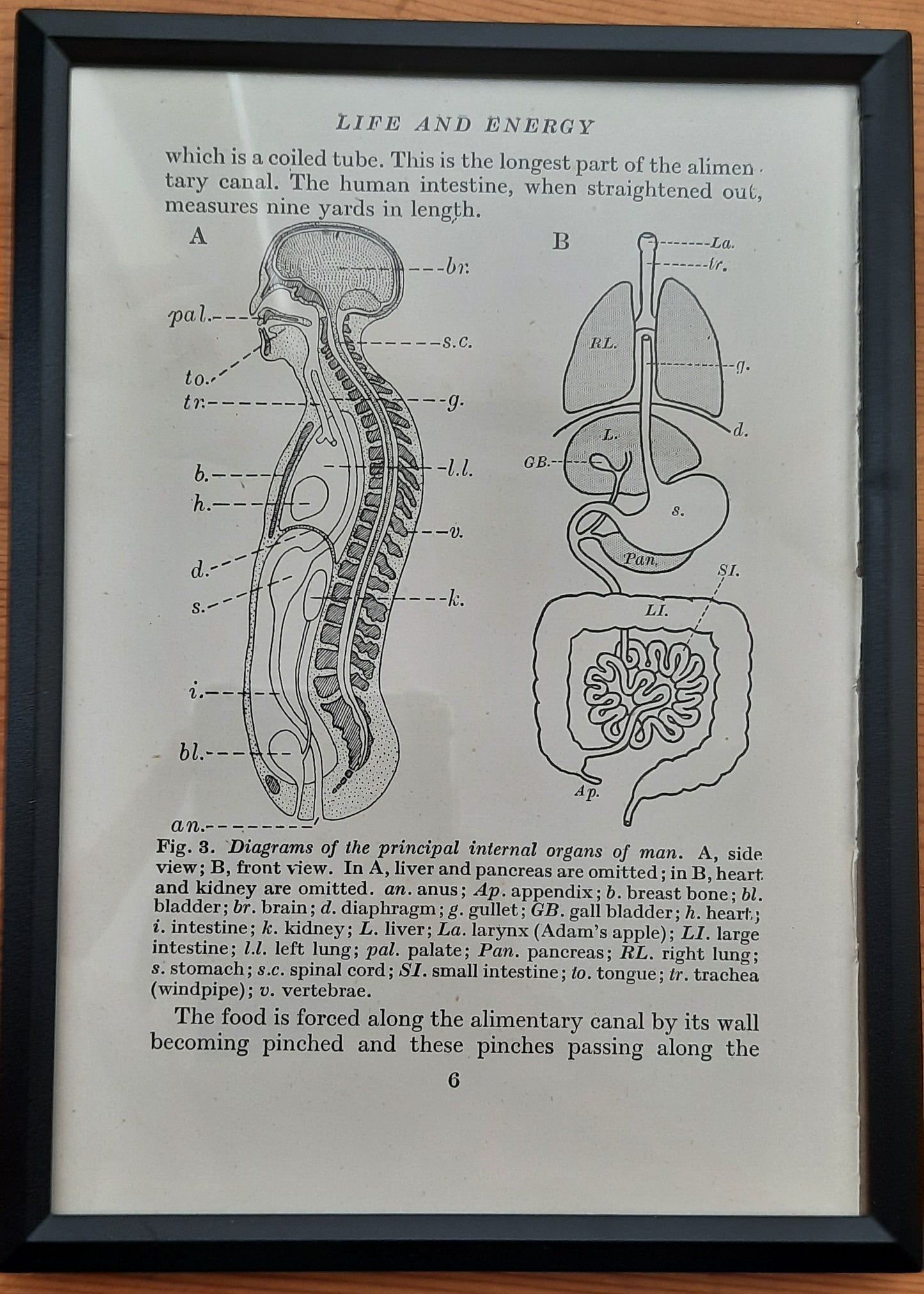 Framed Diagrams From Antique Biology book