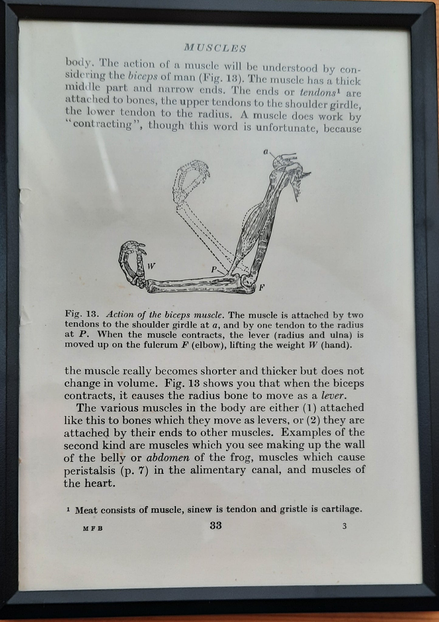 Framed Diagrams From Antique Biology book