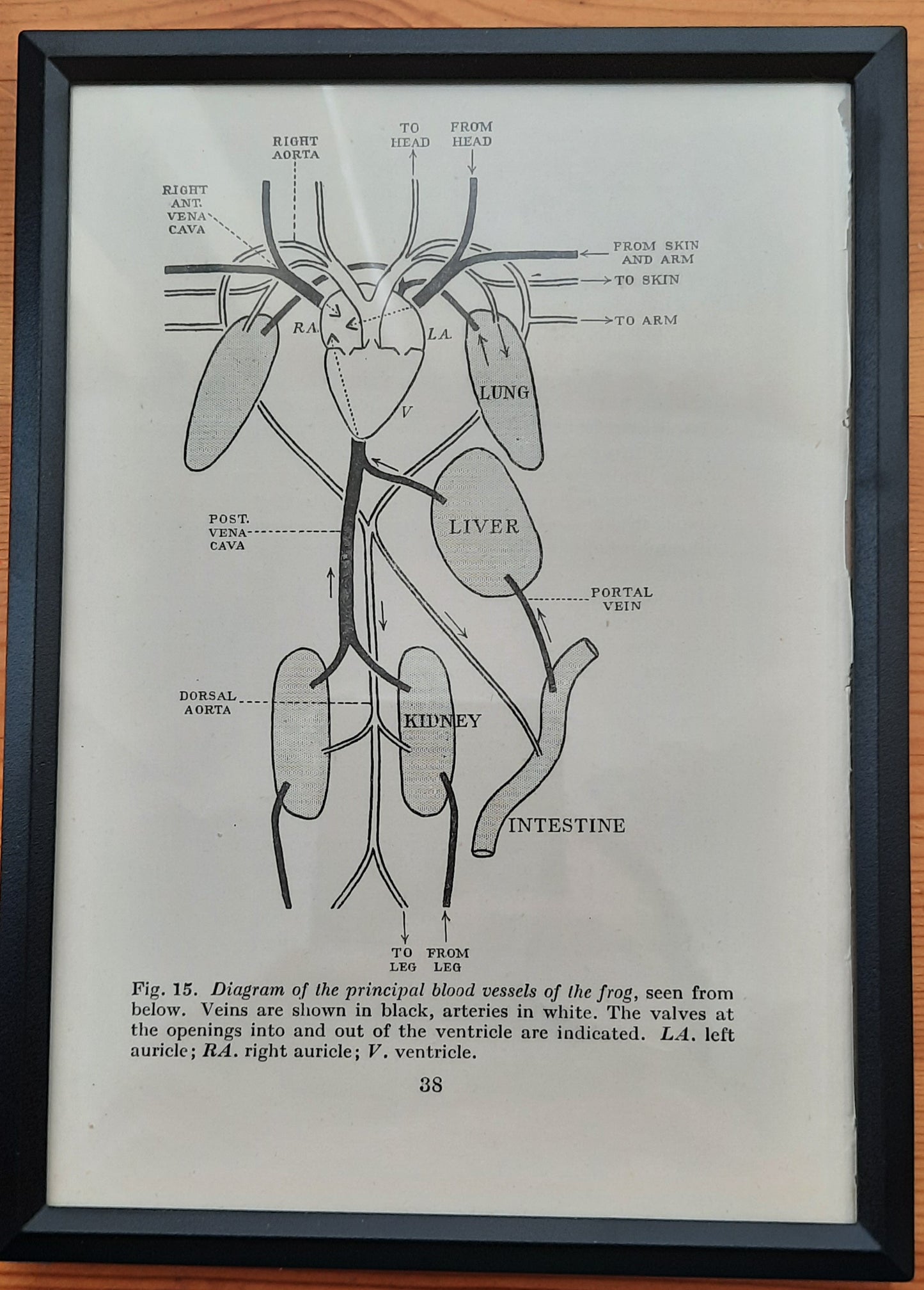 Framed Diagrams From Antique Biology book