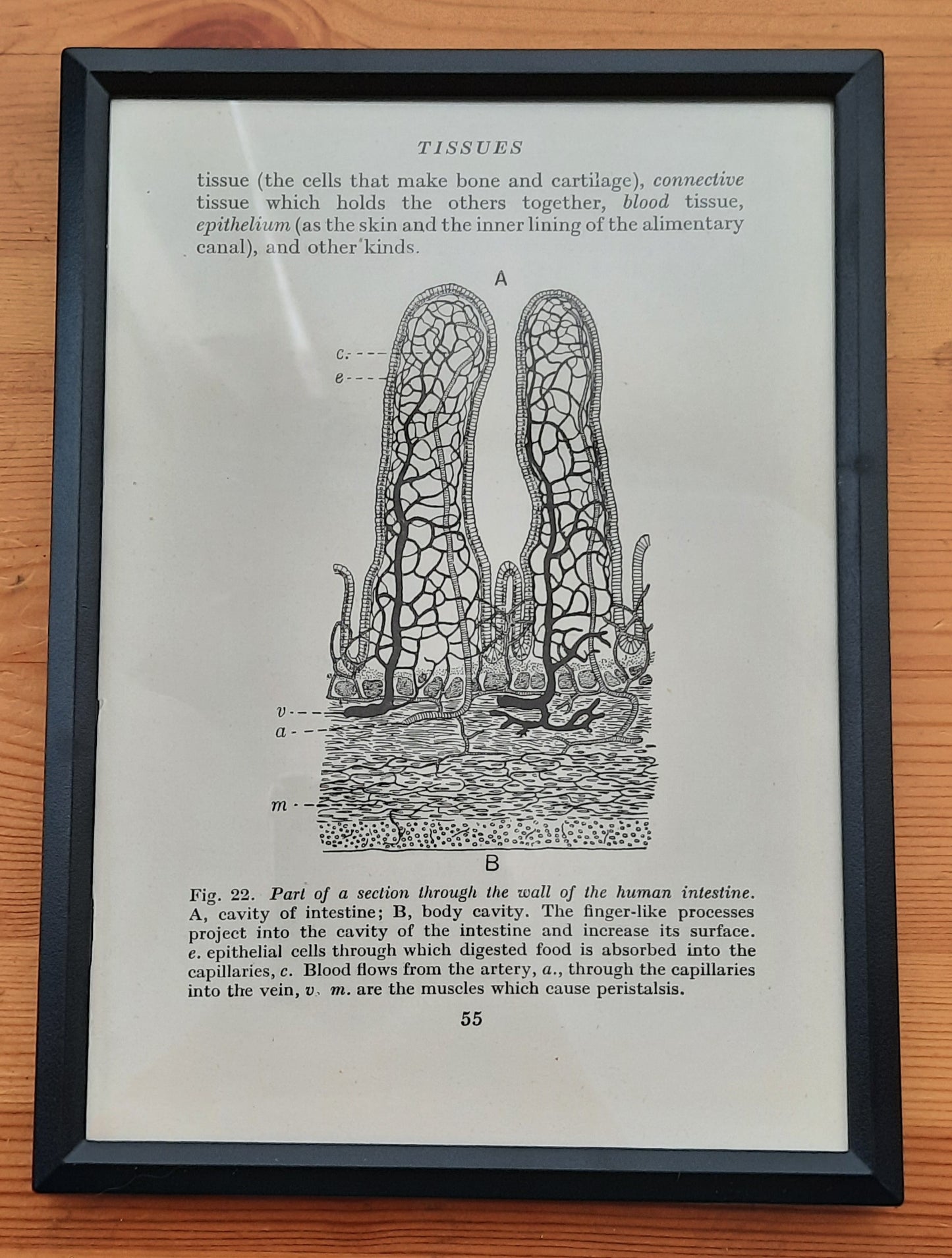 Framed Diagrams From Antique Biology book