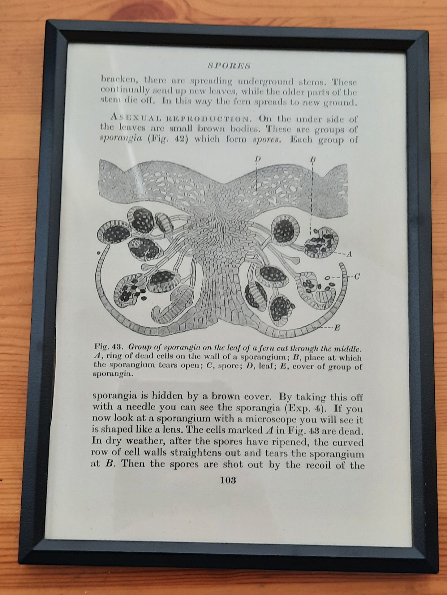 Framed Diagrams From Antique Biology book