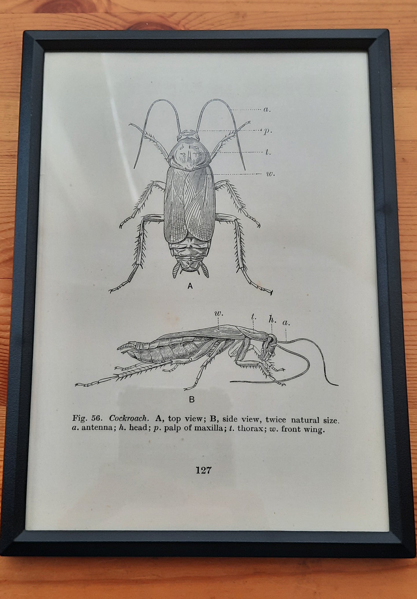 Framed Diagrams From Antique Biology book