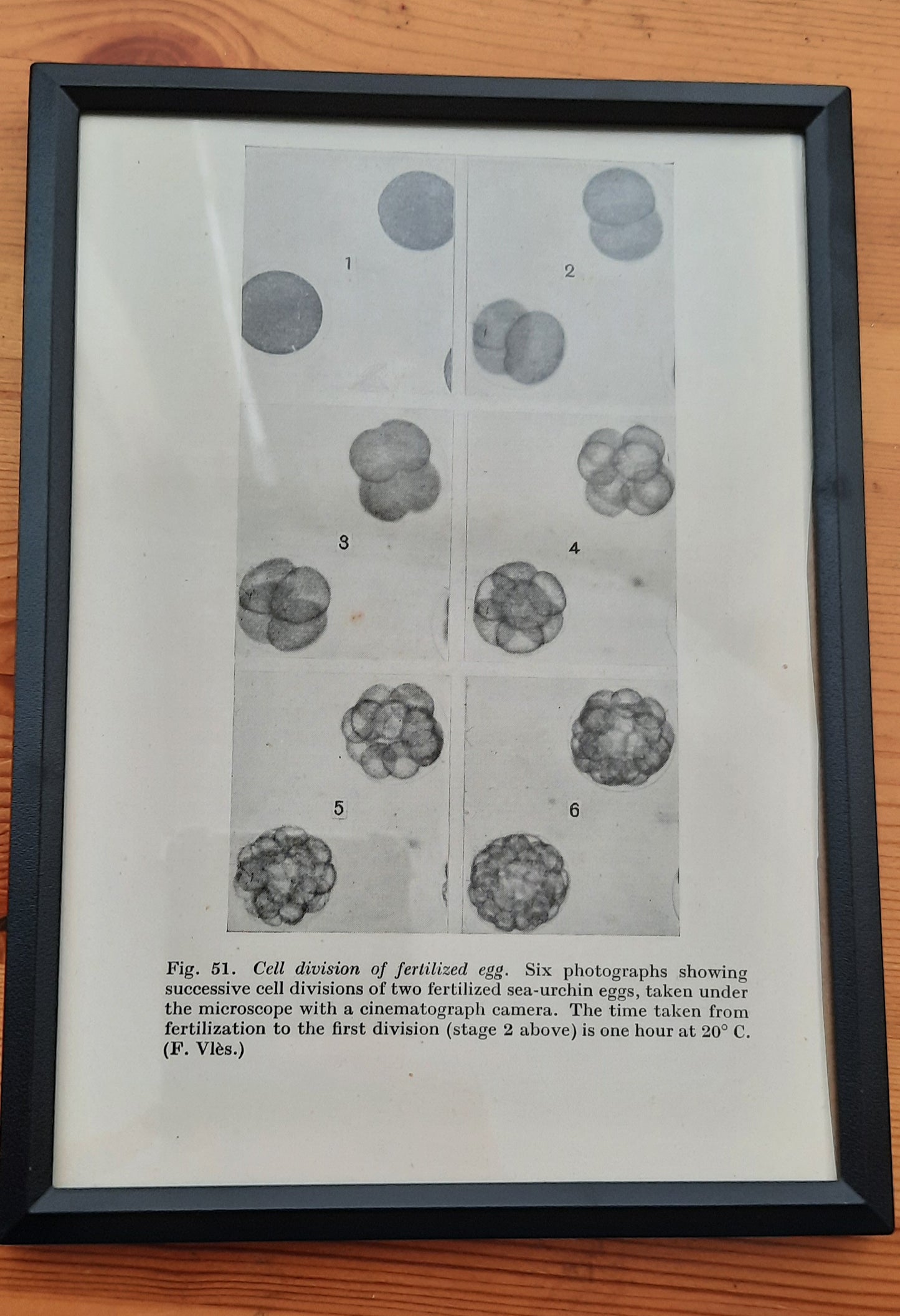Framed Diagrams From Antique Biology book