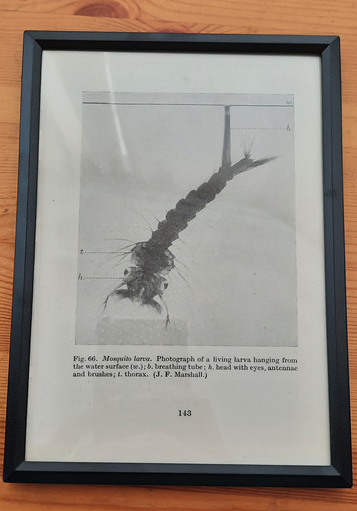 Framed Diagrams From Antique Biology book
