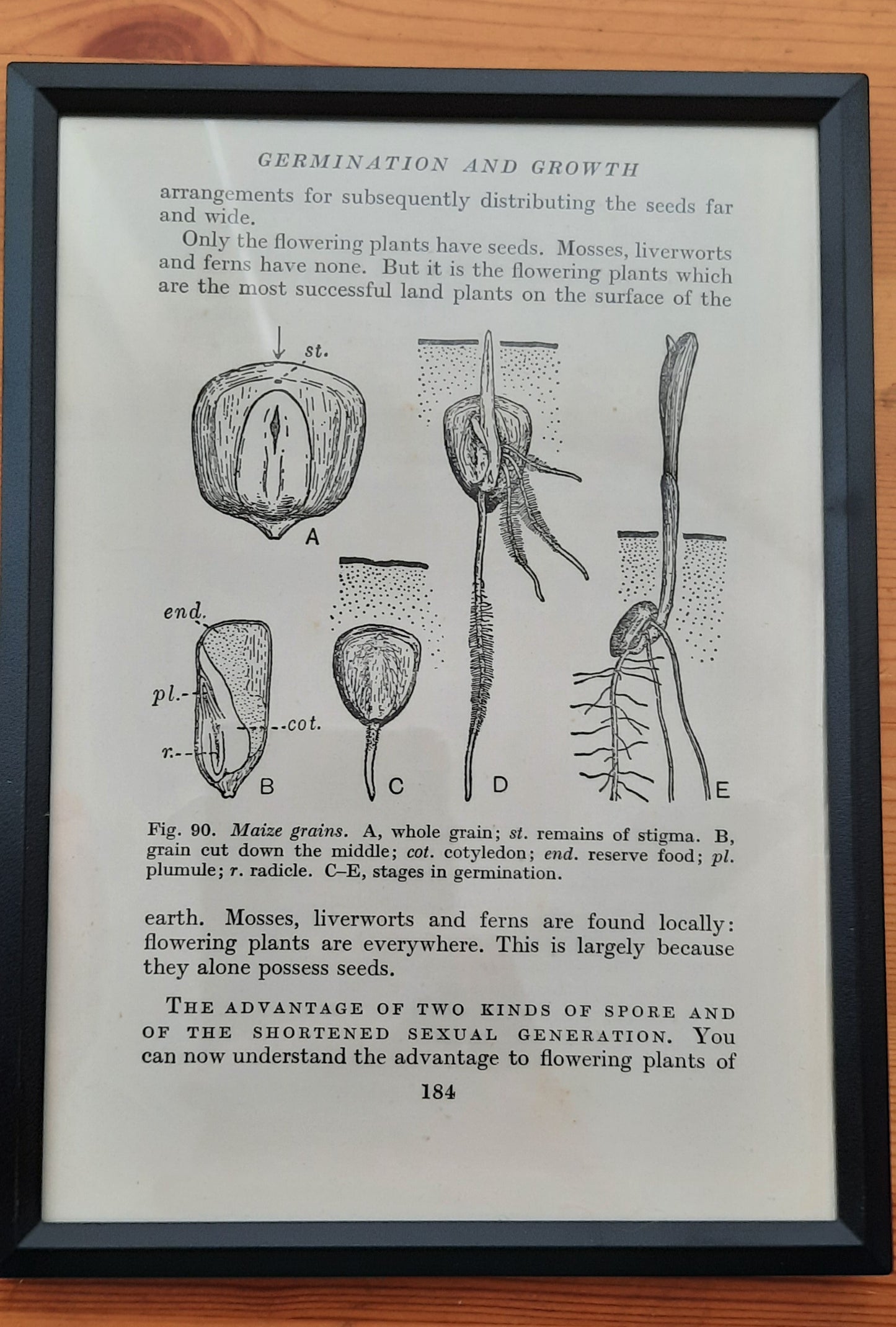 Framed Diagrams From Antique Biology book