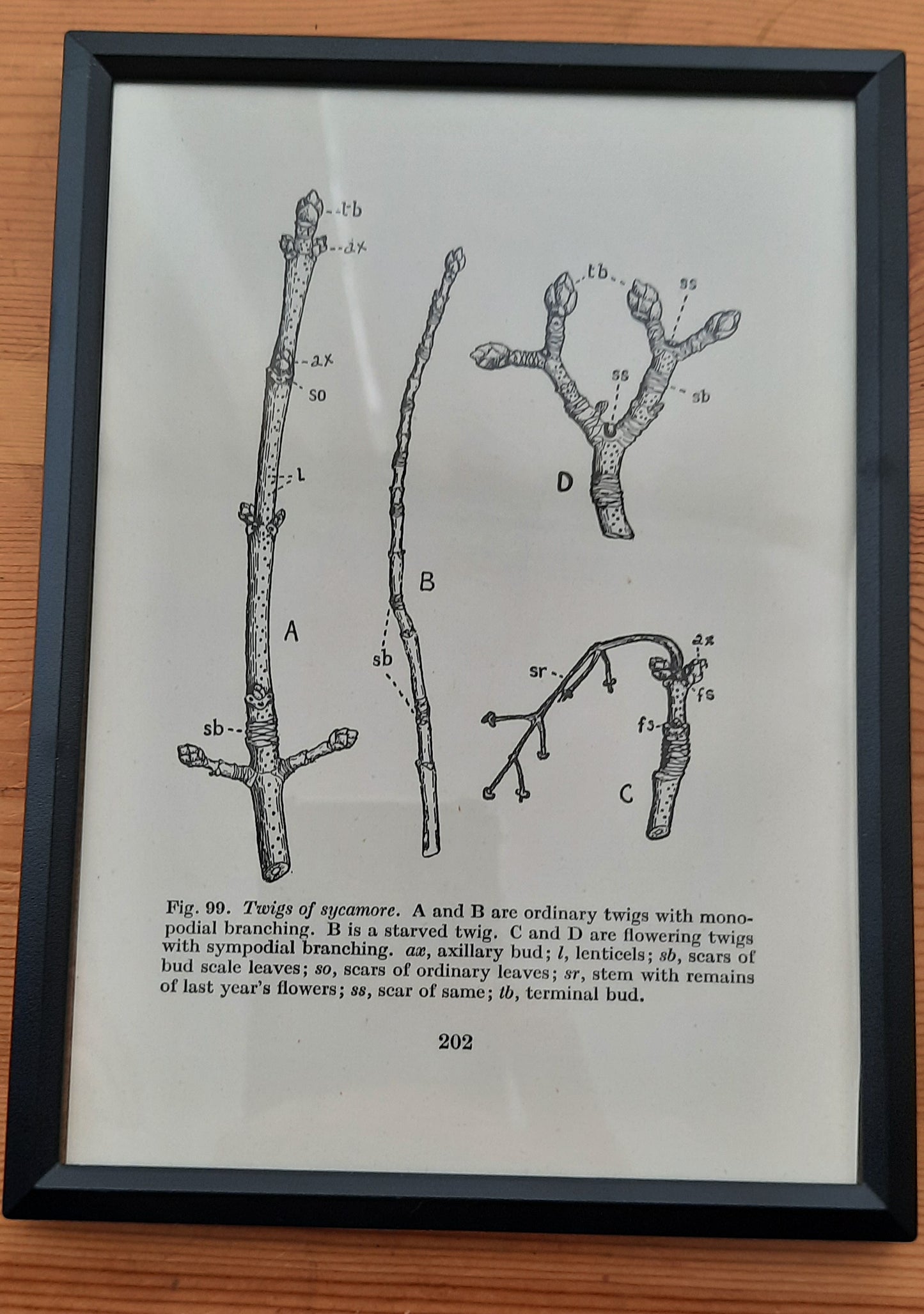 Framed Diagrams From Antique Biology book