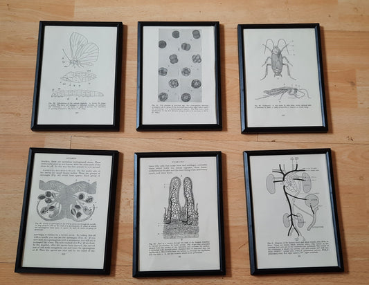 Framed Diagrams From Antique Biology book