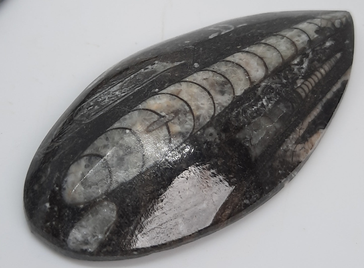 Dome Fossil