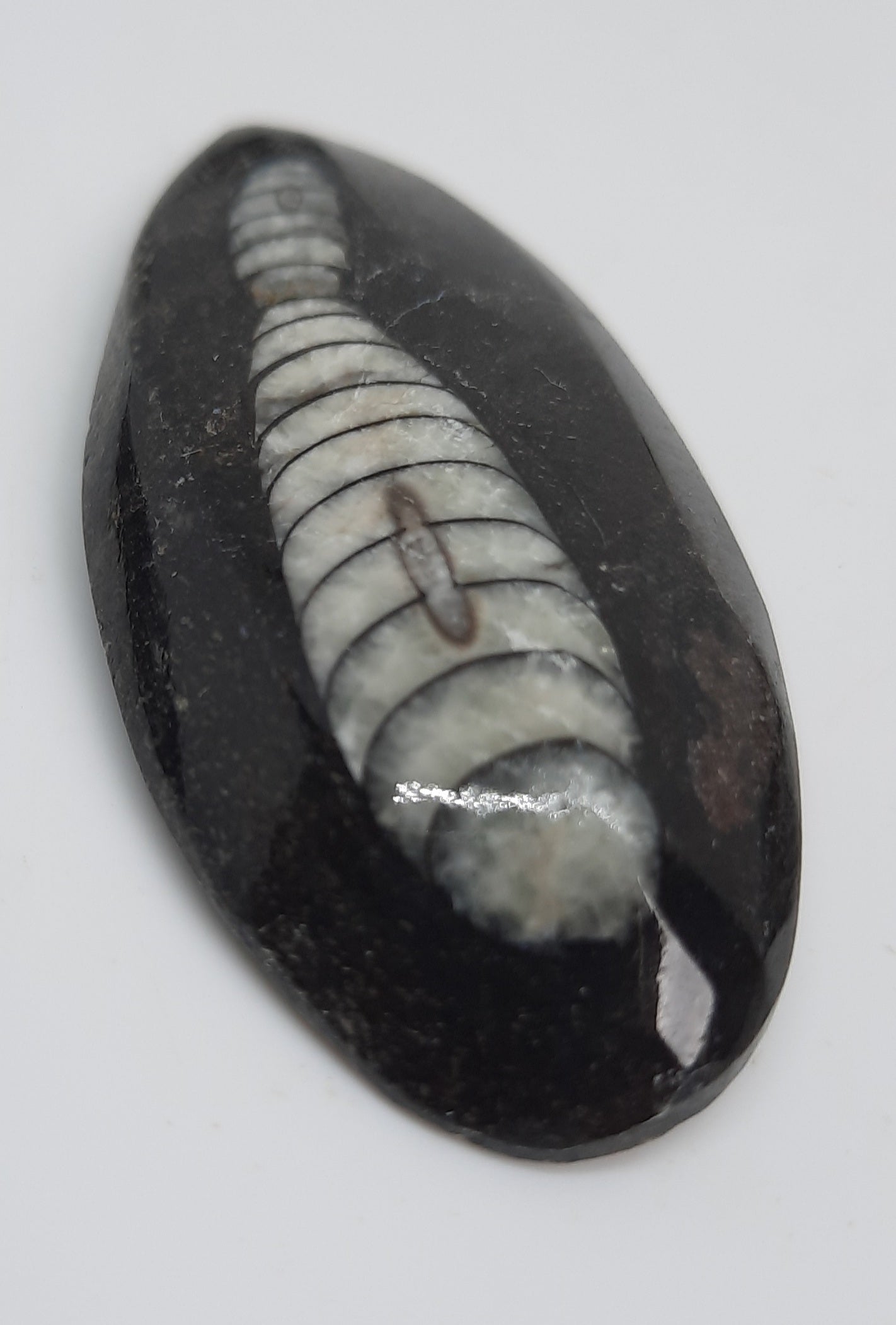 Dome Fossil