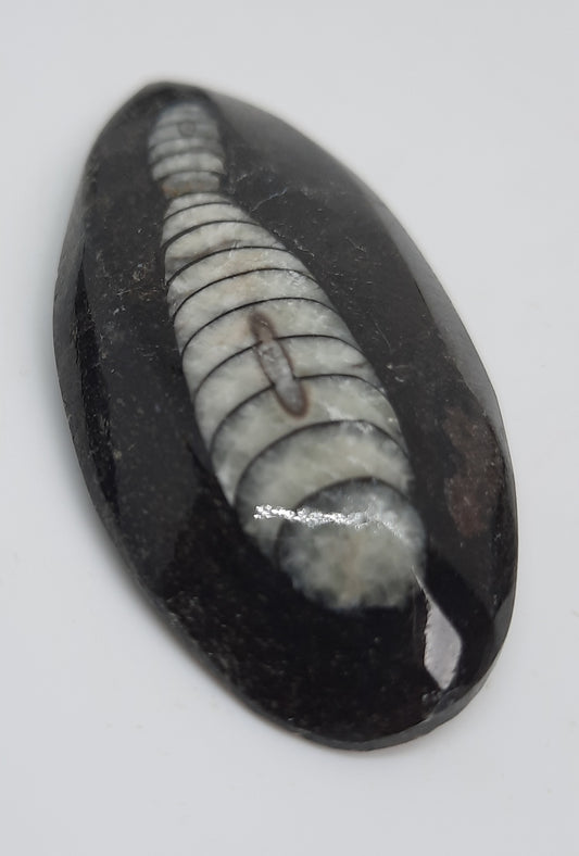 Dome Fossil