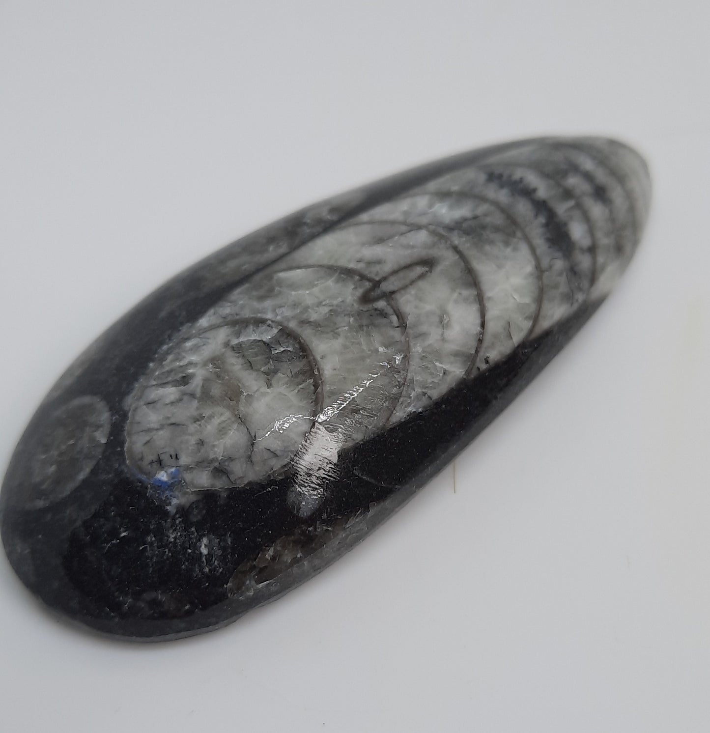 Dome Fossil