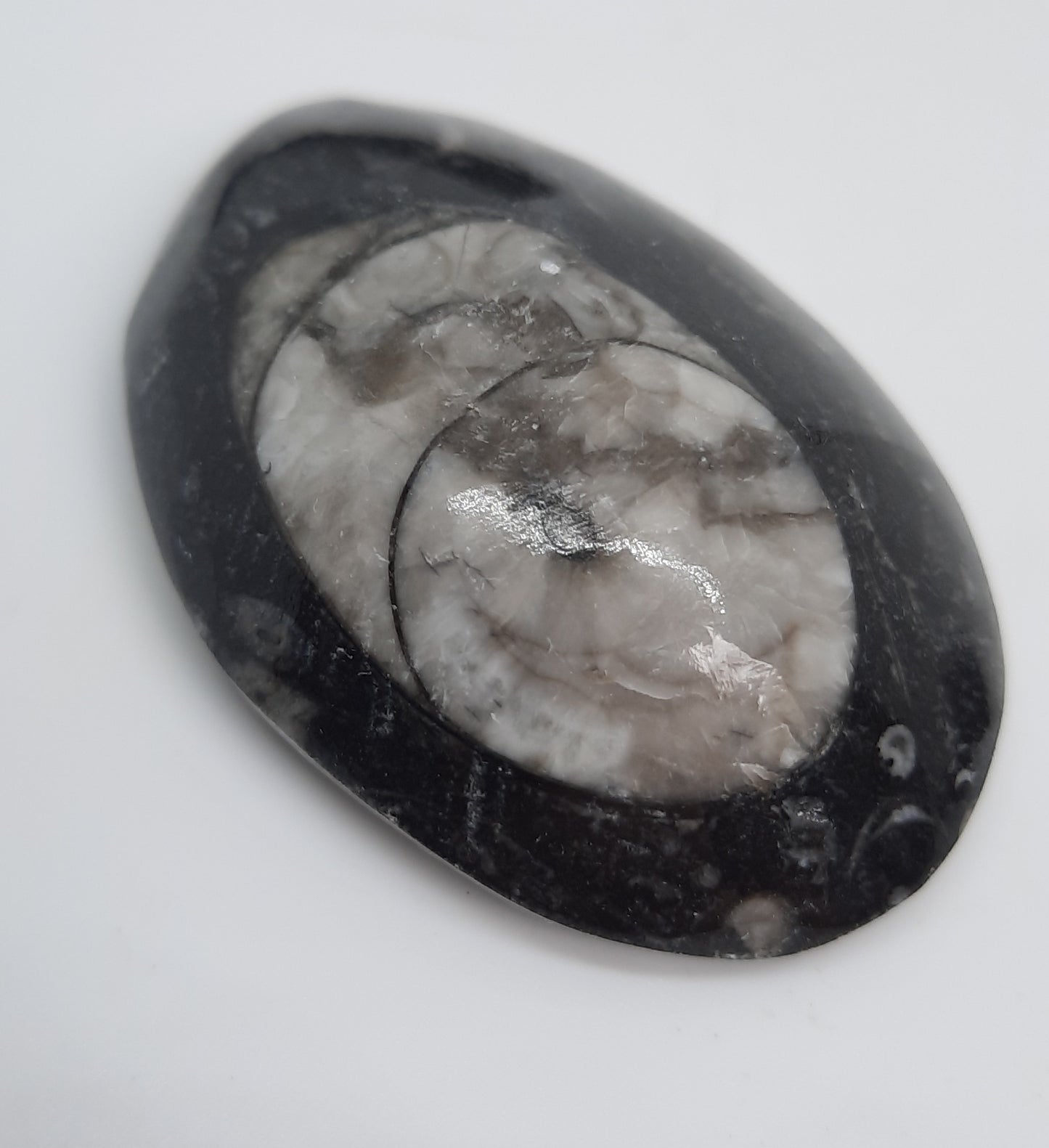 Dome Fossil